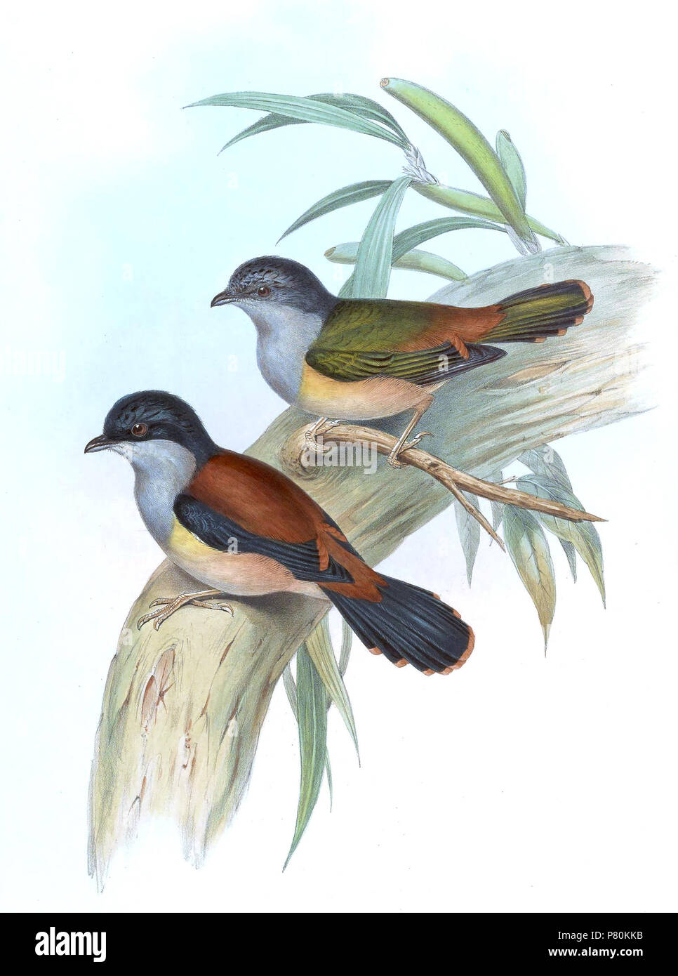 Pteruthius rufiventer . between 1850 and 1883 323 PteruthiusRufiventerGould Stock Photo