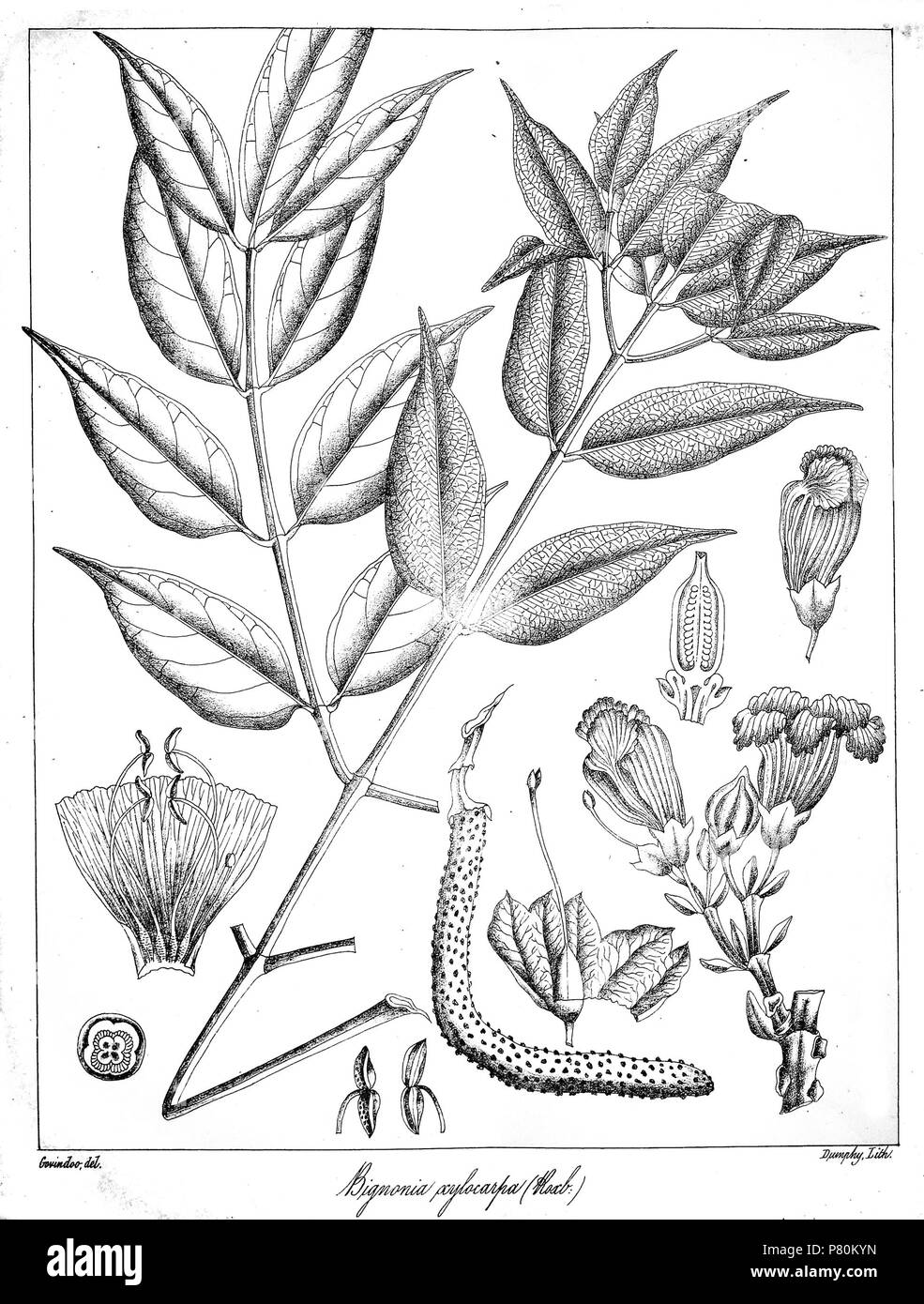 Radermachera xylocarpa . 1873 324 Radermachera xylocarpa Govindoo Stock Photo