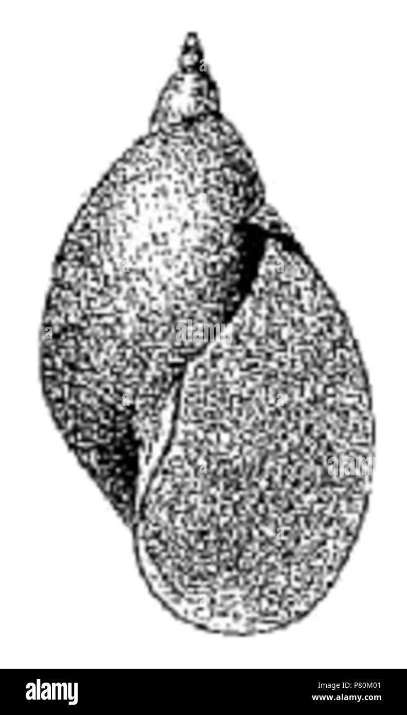 Natalensis Black and White Stock Photos & Images - Alamy