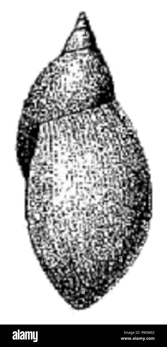 Natalensis Black and White Stock Photos & Images - Alamy