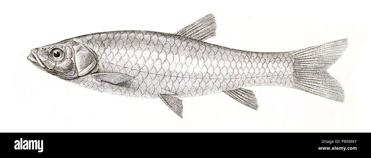 The species names / identity need verification - original names from plate are included here. The original plates showed the fishes facing right and have been flipped here. Rasbora daniconius . 1878 326 Rasbora daniconius Achilles 146 Stock Photo