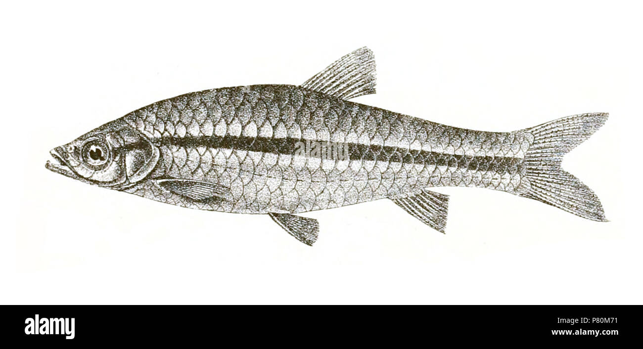 The species names / identity need verification - original names from plate are included here. The original plates showed the fishes facing right and have been flipped here. Rasbora neilgherriensis . 1878 326 Rasbora neilgherriensis Achilles 146 Stock Photo