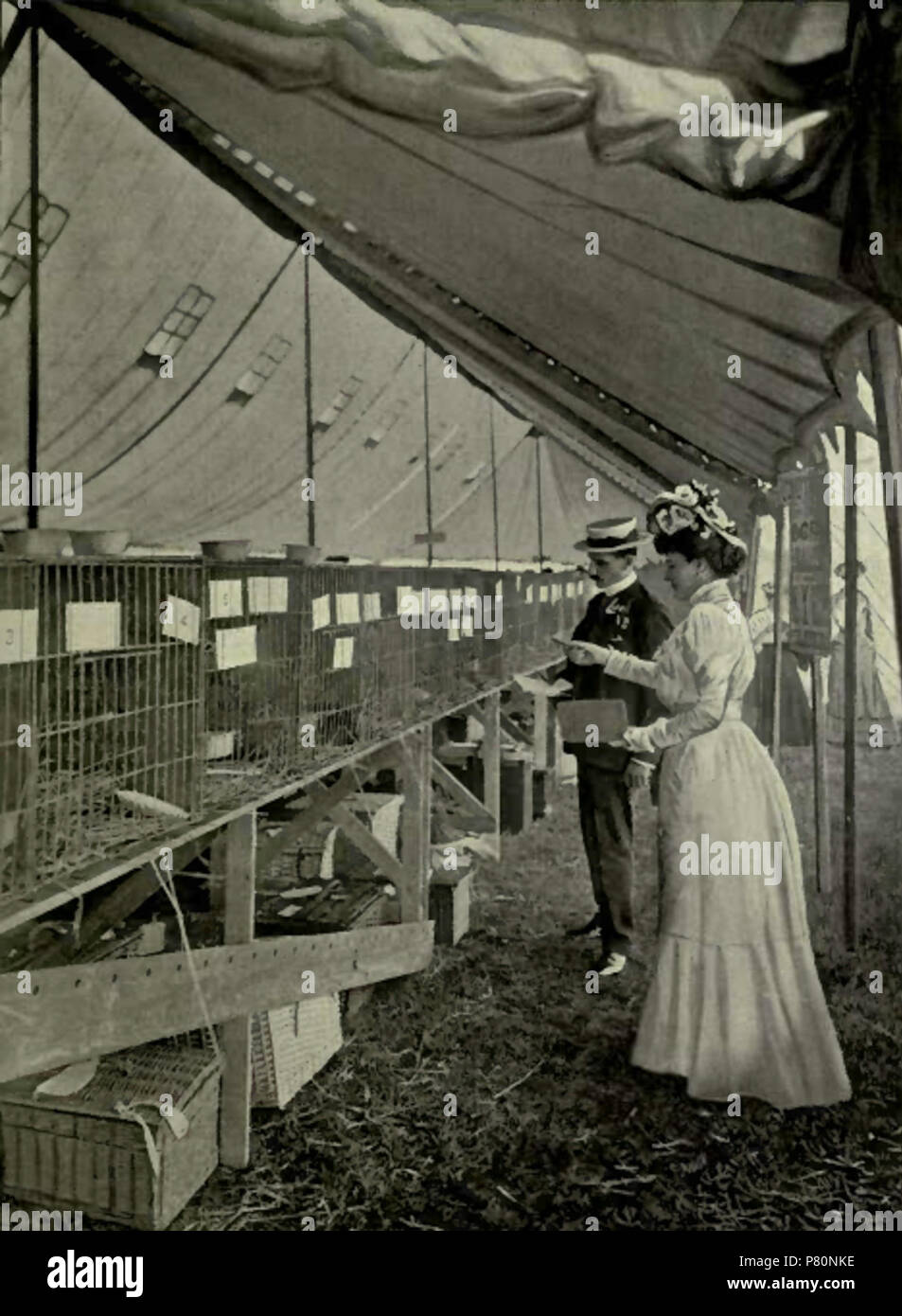 RICHMOND CAT SHOW :JUDGES AT WORK. (Photo : Cassell & Company, Limited.) . 1903 333 Richmond Cat Show - Judges Stock Photo