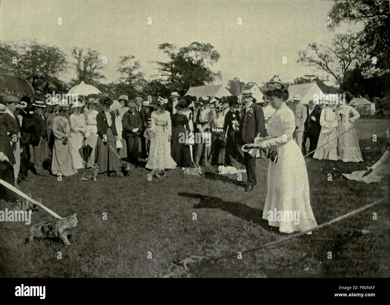 RICHMOND CAT SHOW: THE RING CLASS {Photo : Cassell & Company, Limited.) . 1903 333 Richmond Cat Show - Ring Class Stock Photo