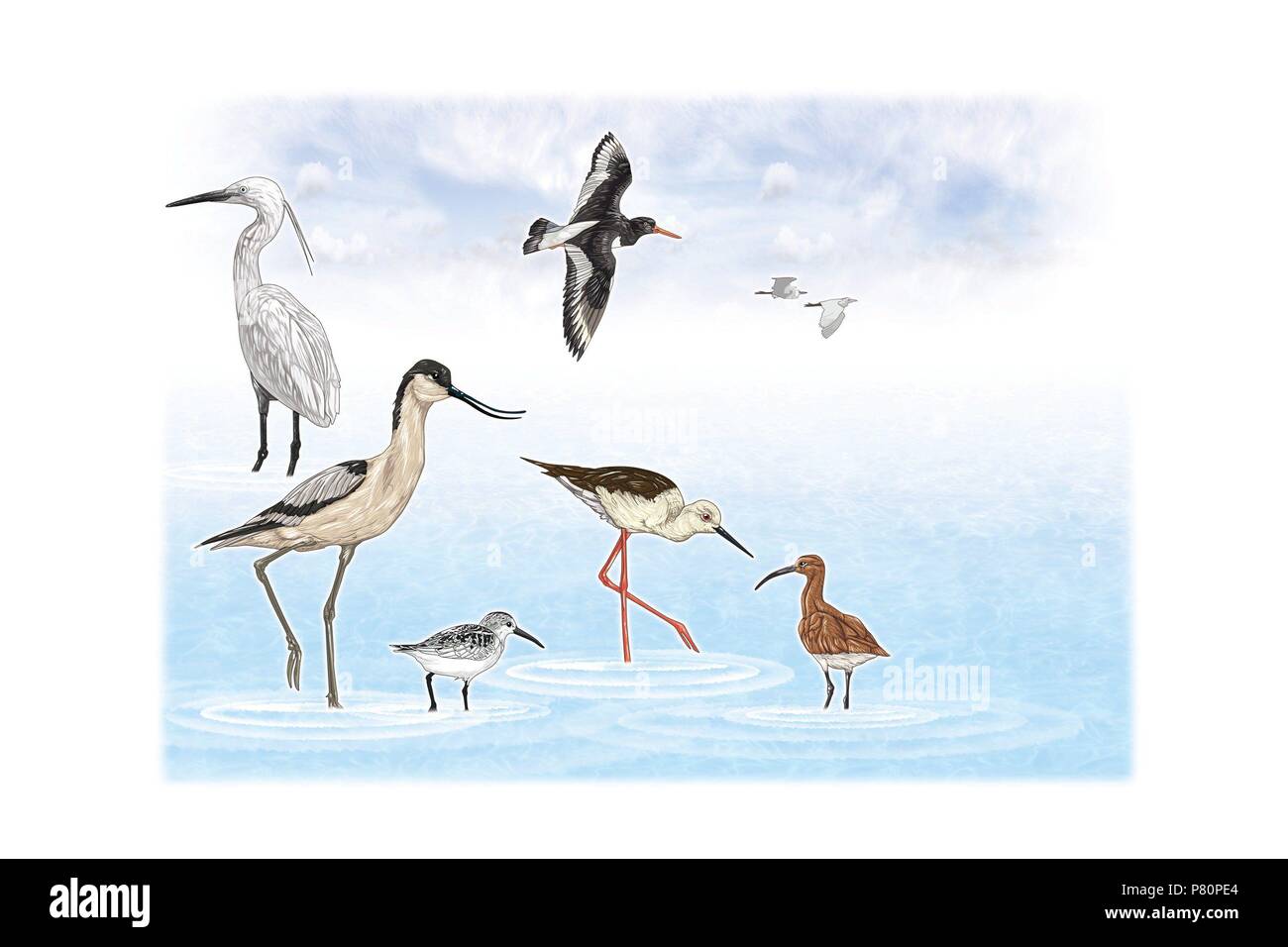 Fish Eating Birds Stock Photo Alamy