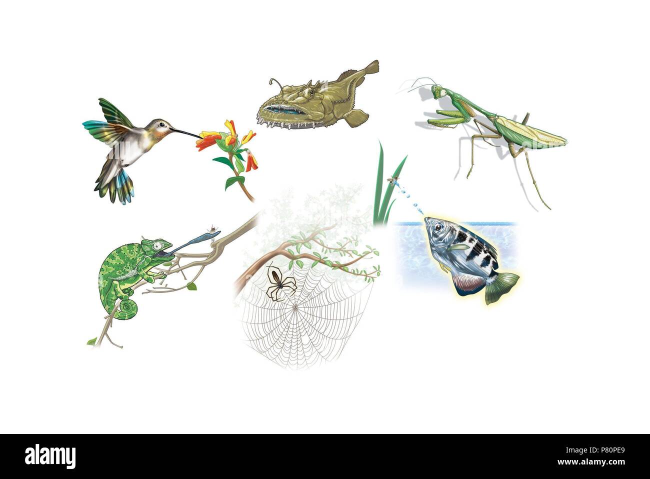 Predation illustration hi-res stock photography and images - Alamy