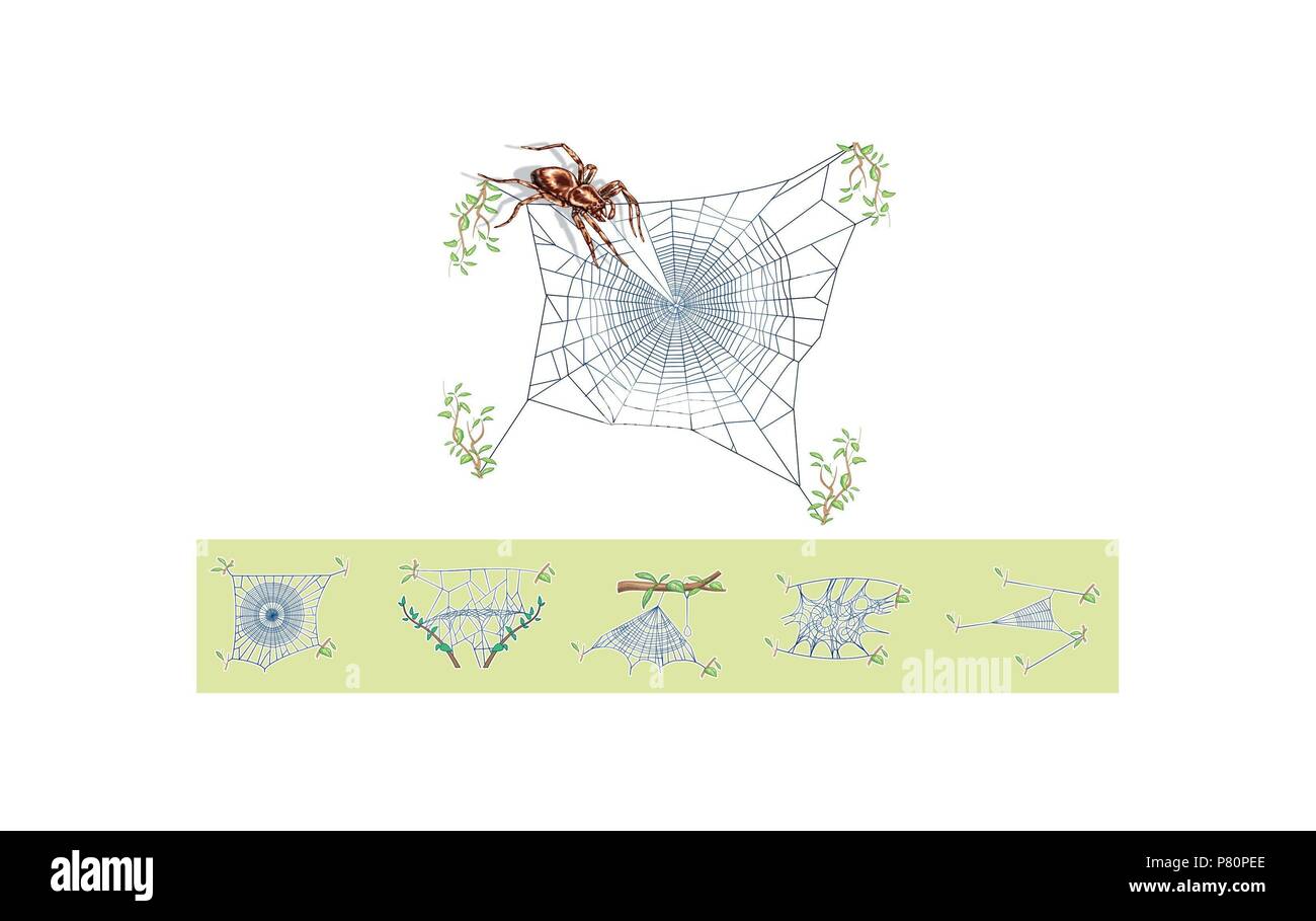 Types of Spider Webs