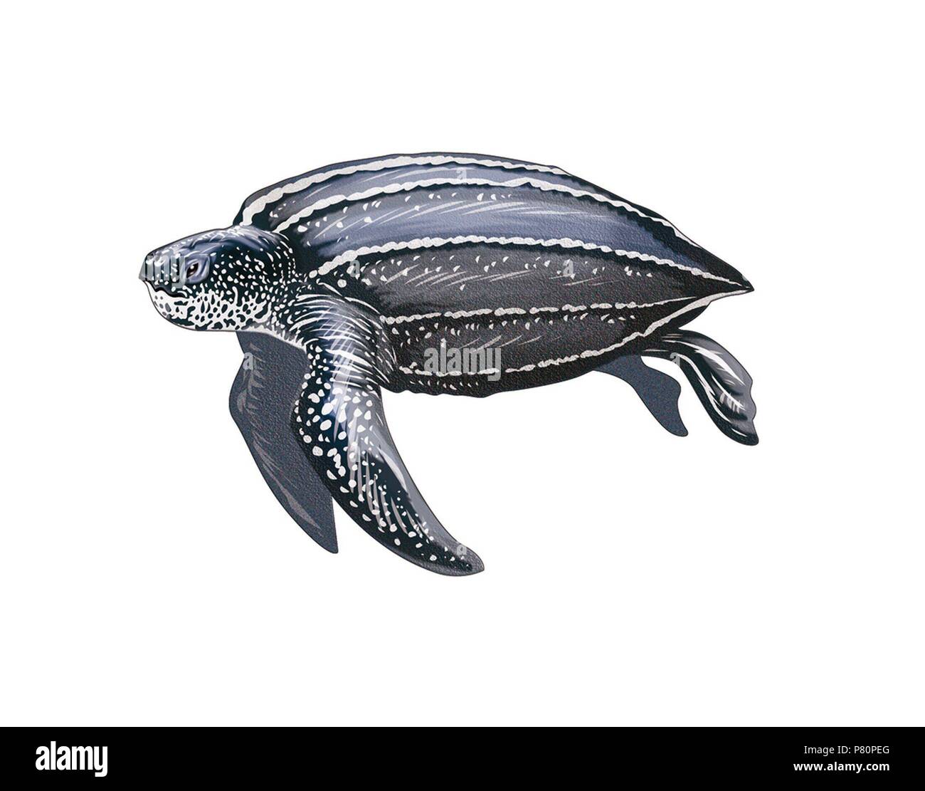 Leatherback turtle. Stock Photo