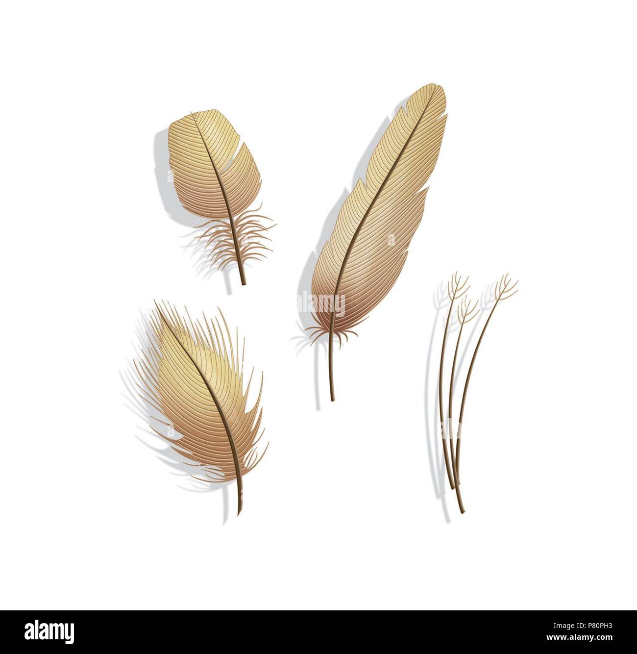 Types of bird feathers Stock Photo - Alamy