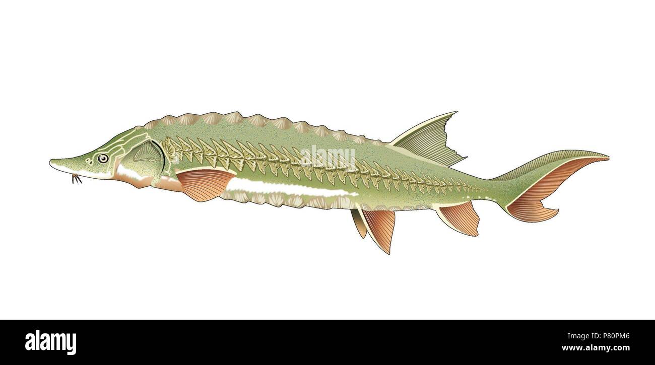 Acipenseriformes acipenseridae hires stock photography and images Alamy
