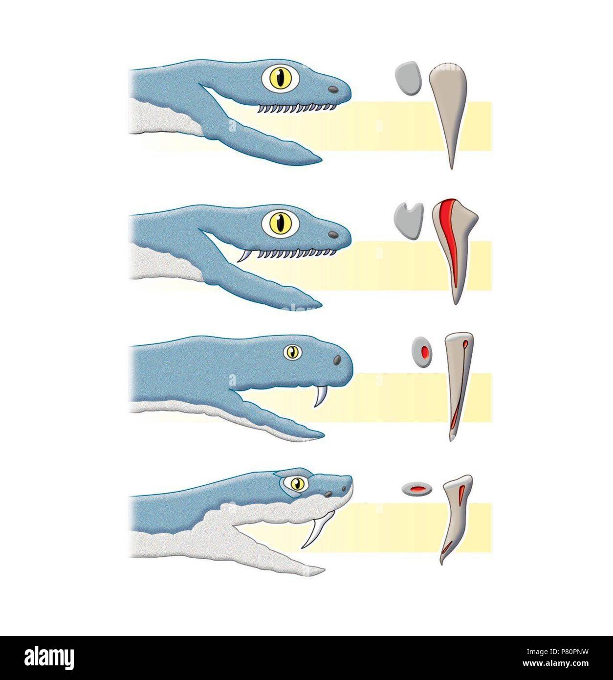 types-of-snake-teeth-stock-photo-alamy