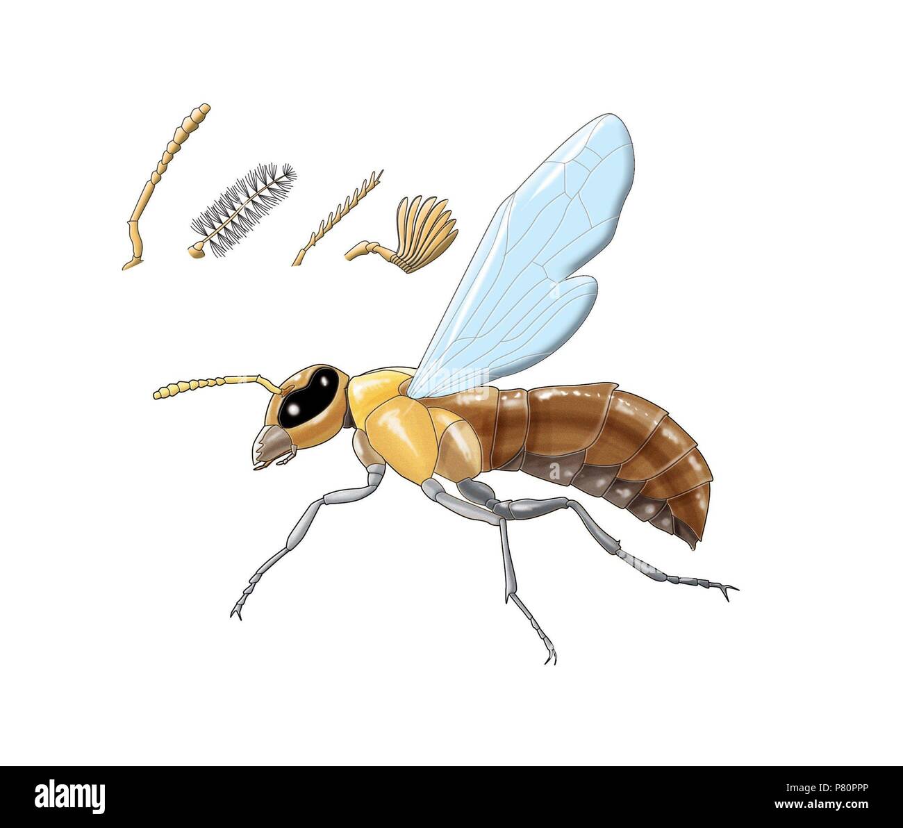 Wasp. Appendices. Stock Photo