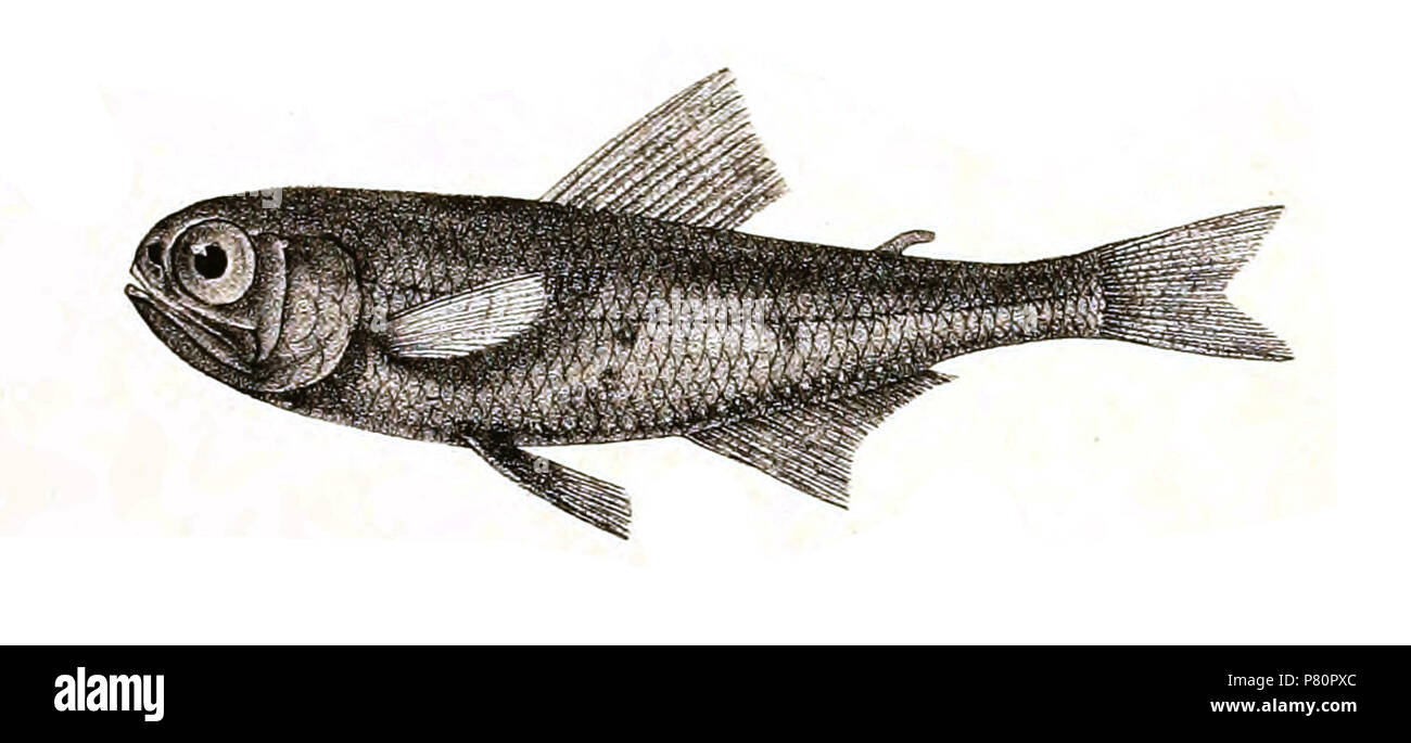 Myctophum indicum syn. Scopelus indicus The species names / identity need verification - original names from plate are included here. The original plates showed the fishes facing right and have been flipped here. Scopelus indicus . 1878 343 Scopelus indicus Griesbach 118 Stock Photo