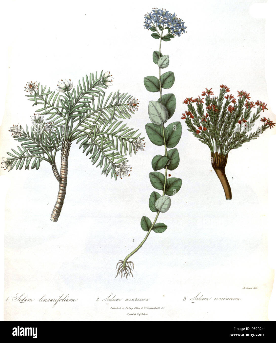 Sedum linearifolium, S. azureum, S. coccineum . 1839 344 SedumRoyle Stock Photo