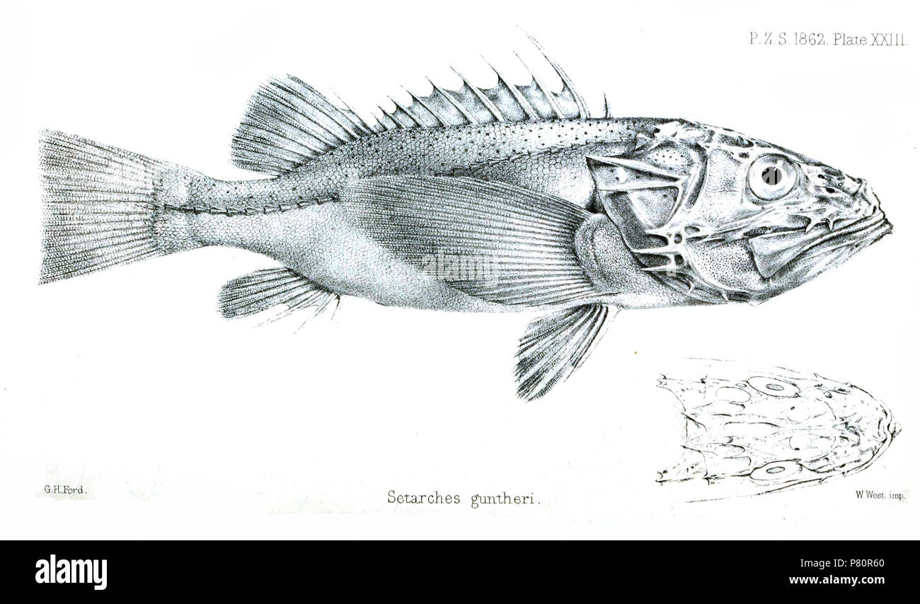 Setarches guntheri = Setarches guentheri Johnson, 1862 English: Channeled Rockfish from lateral and head from dorsal . 1862 (published 1863) 345 SetarchesGuntheriFord Stock Photo