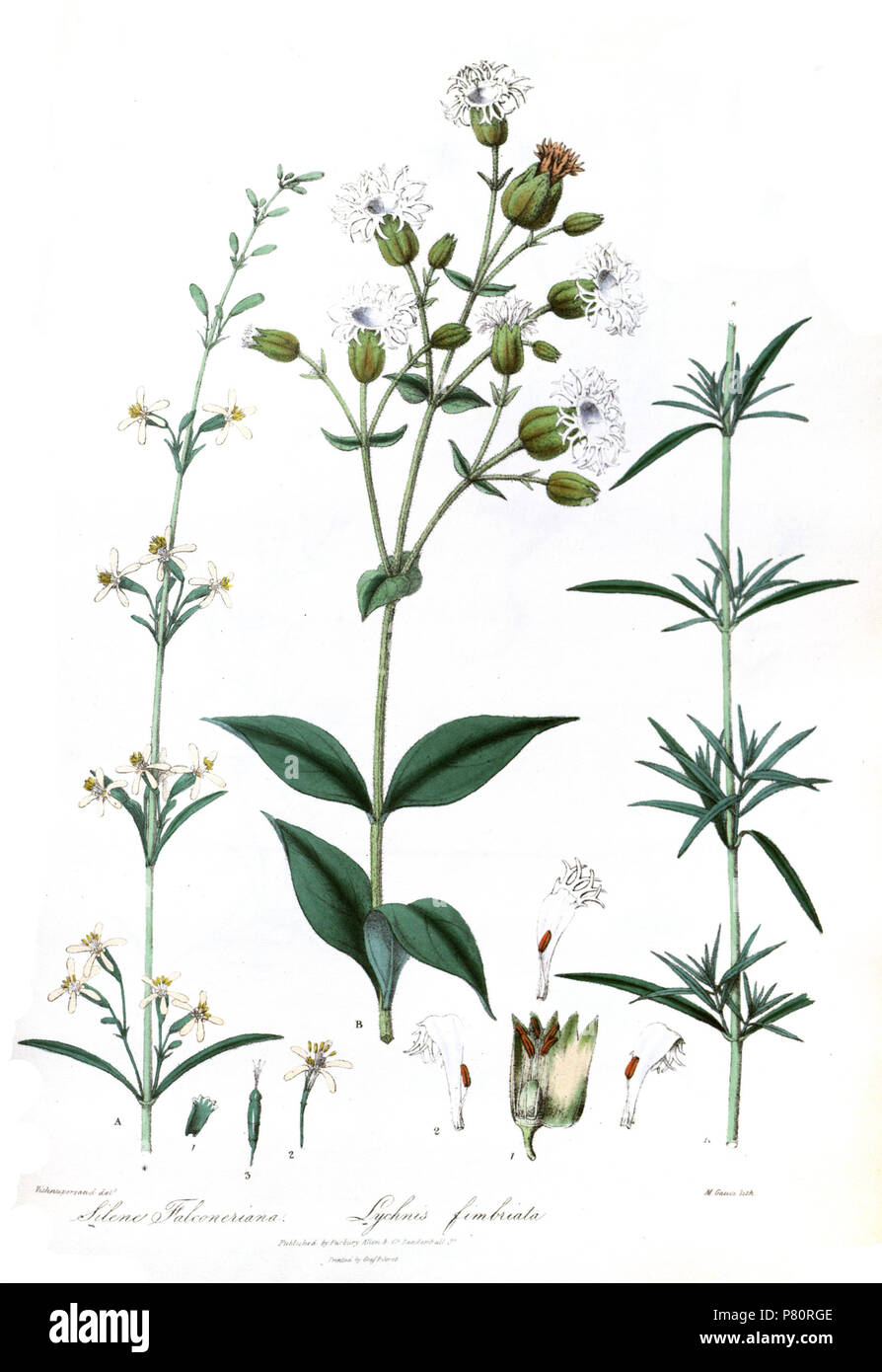 Silene falconeriana & Lychnis fimbriata . 1839 346 SileneLychnisRoyle Stock Photo