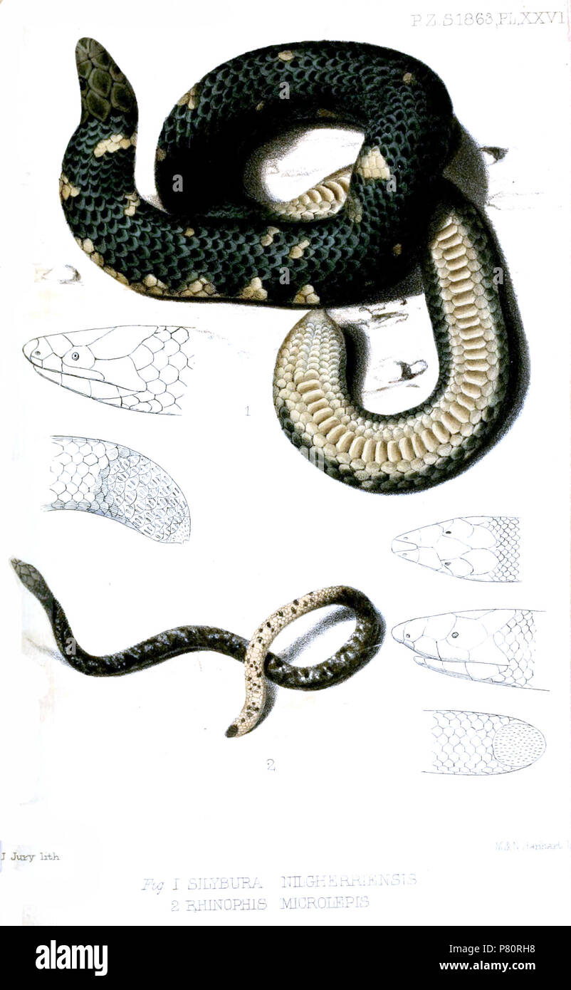 (above) Silybura nilgherriensis = Uropeltis ceylanica bicatenata Günther, 1863 (below) Rhinophis microlepis = Rhinophis sanguineus Beddome, 1863 English: Bicatenate Shieldtail with head from lateral and tail tip from dorsal (above), Salty Earth Snake with head from lateral and dorsal and tail tip from dorsal (below) . 1863 (published 1864) 347 SilyburaRhinophisJury Stock Photo
