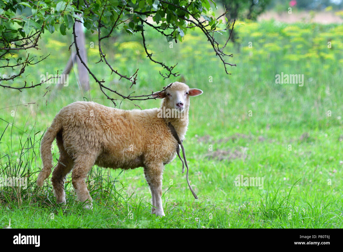 baby sheep lamb grazing the grass and leafs Stock Photo - Alamy