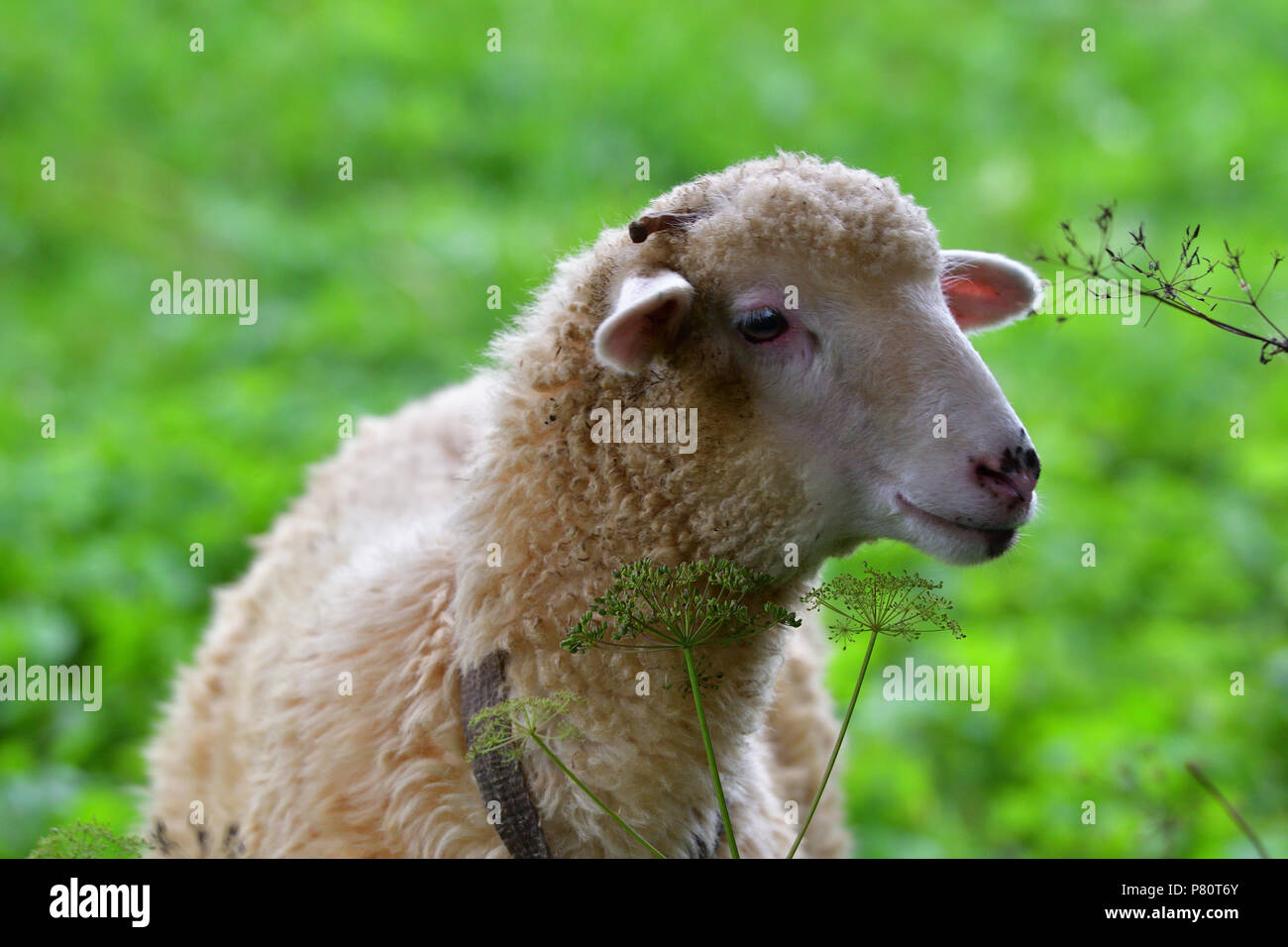 baby sheep lamb grazing the grass and leafs Stock Photo - Alamy