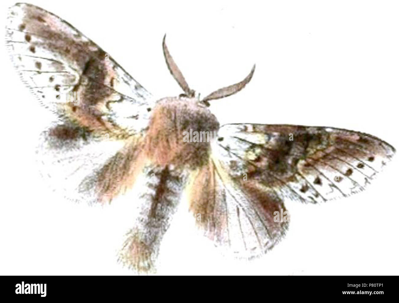 Stauropus sikkimensis sikkimensis English: 'New Indian Lepidoptera' . 1865 (published 1866) 355 Stauropus sikkimensis sikkimensis Stock Photo