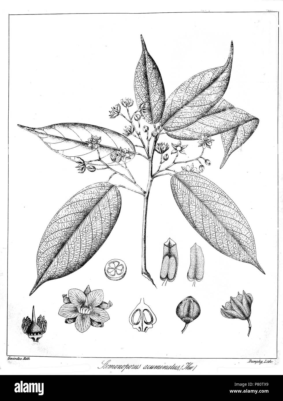 Stemonoporus acuminatus . 1873 355 Stemonoporus acuminatus Govindoo