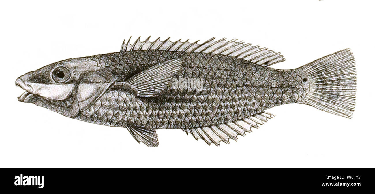 The species names / identity need verification. The original plates showed the fishes facing right and have been flipped here. Stethojulis strigiventer . 1878 356 Stethojulis strigiventer Mintern 84 Stock Photo