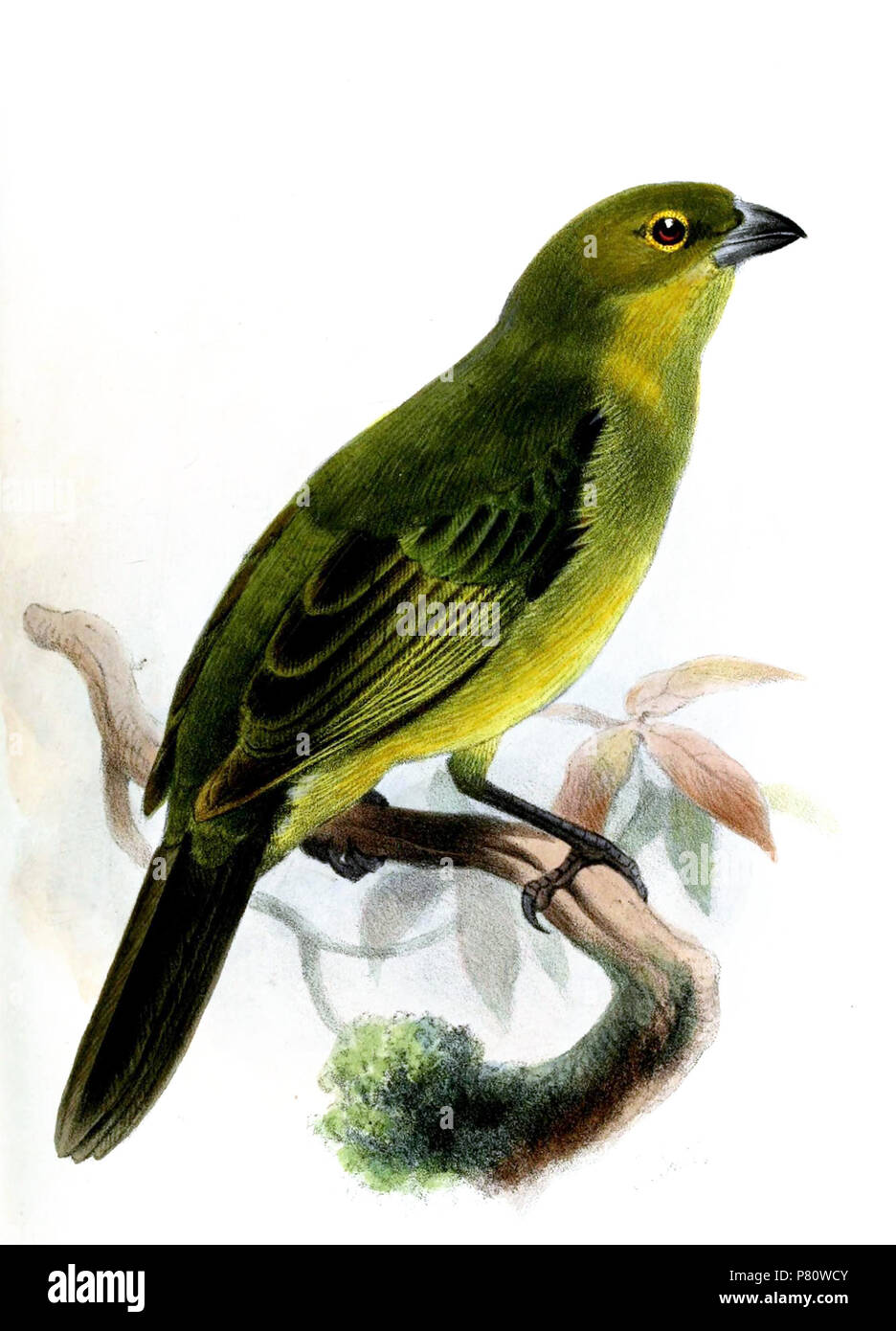 Tanagra olivina (non Sclater, 1864), 'Bogota' = Schistochlamys melanopis grisea Cory, 1916 English: Peruvian Black-faced Tanager, immature . 1873 (published 1874) 363 TanagraOlivinaSmit Stock Photo