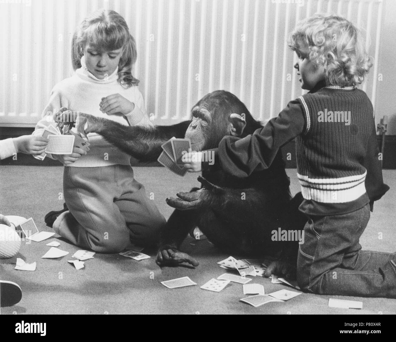 Chimpanzees and children play cards, England, Great Britain Stock Photo