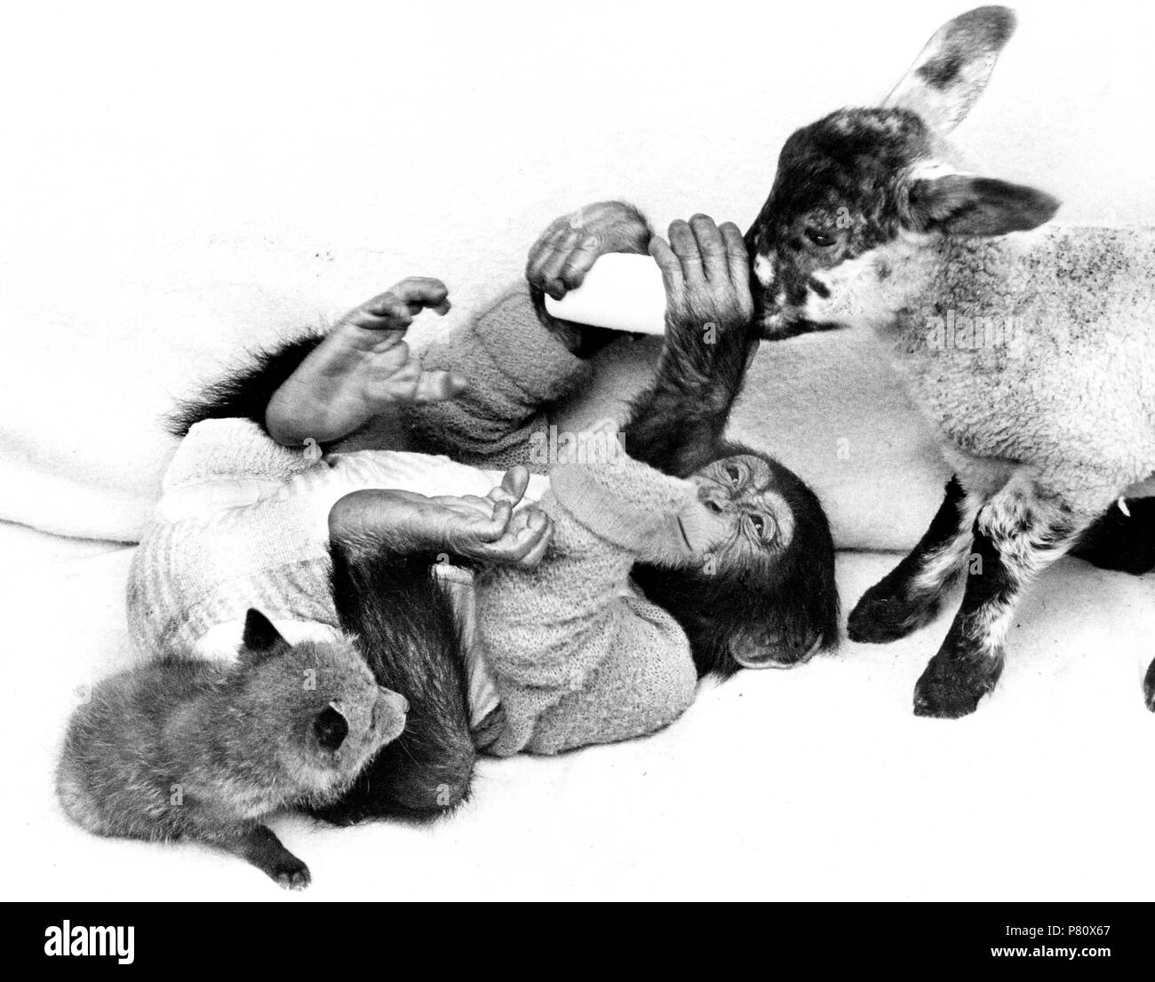 Chimpanzee feeds goat and fox, England, Great Britain Stock Photo
