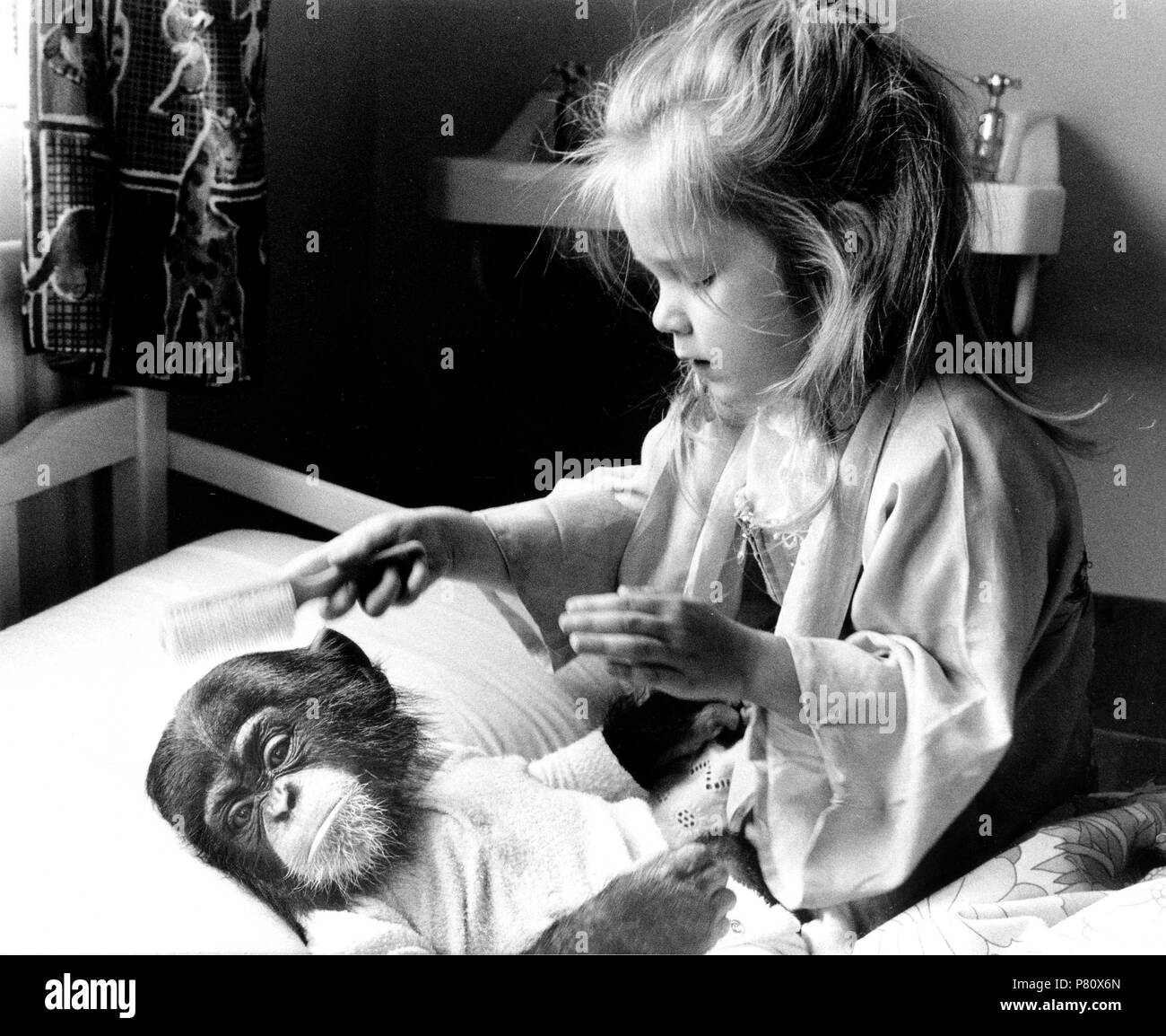 Girl with chimpanzee baby, England, Great Britain Stock Photo
