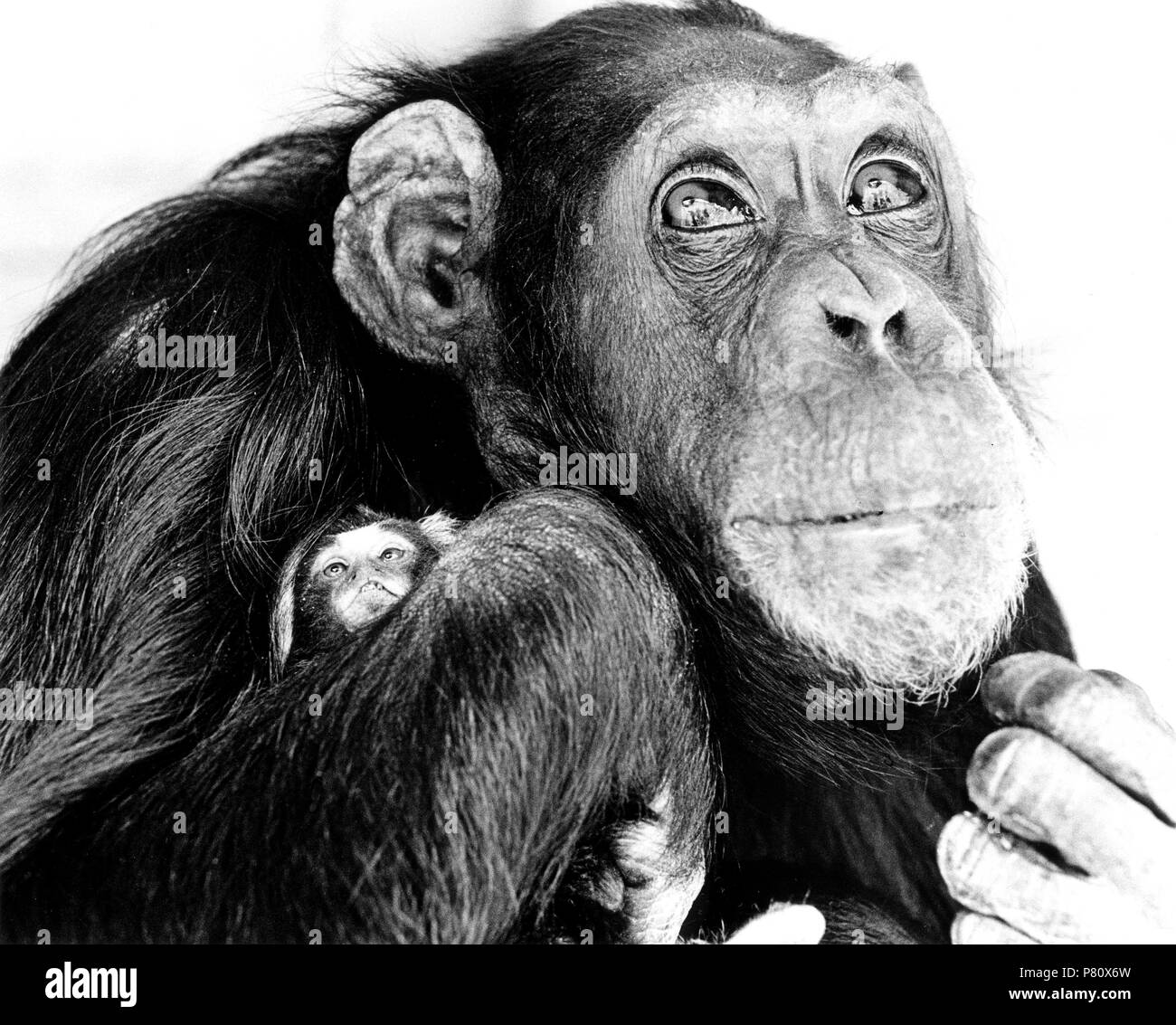 Chimpanzee holding little monkeys in his arms, England, Great Britain Stock Photo