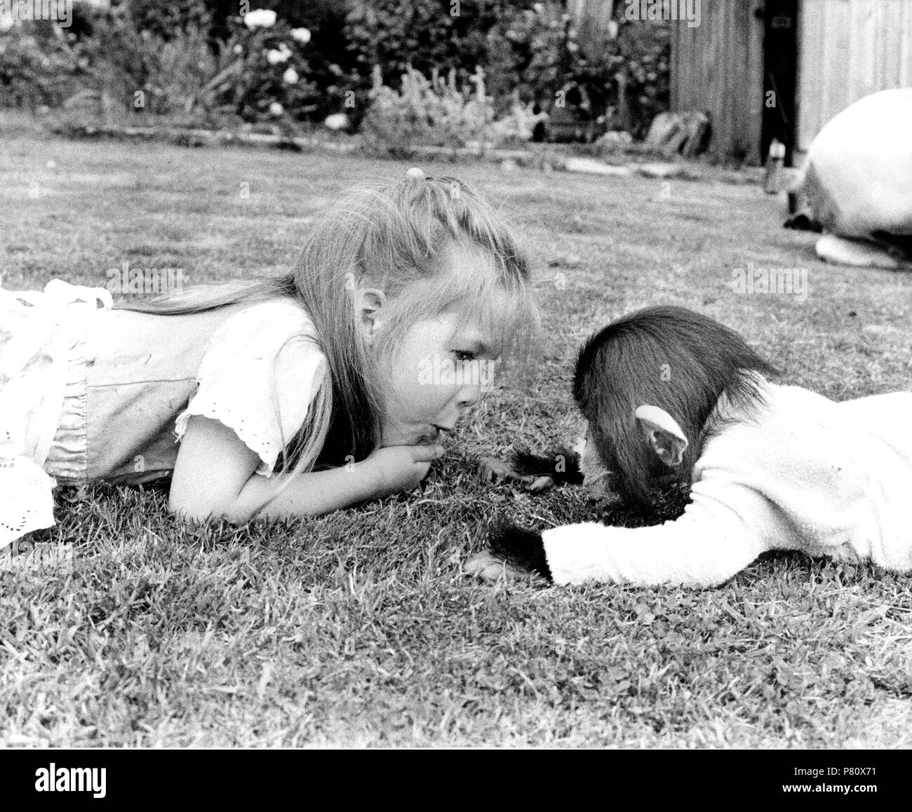 Girl plays with chimpanzee, England, Great Britain Stock Photo