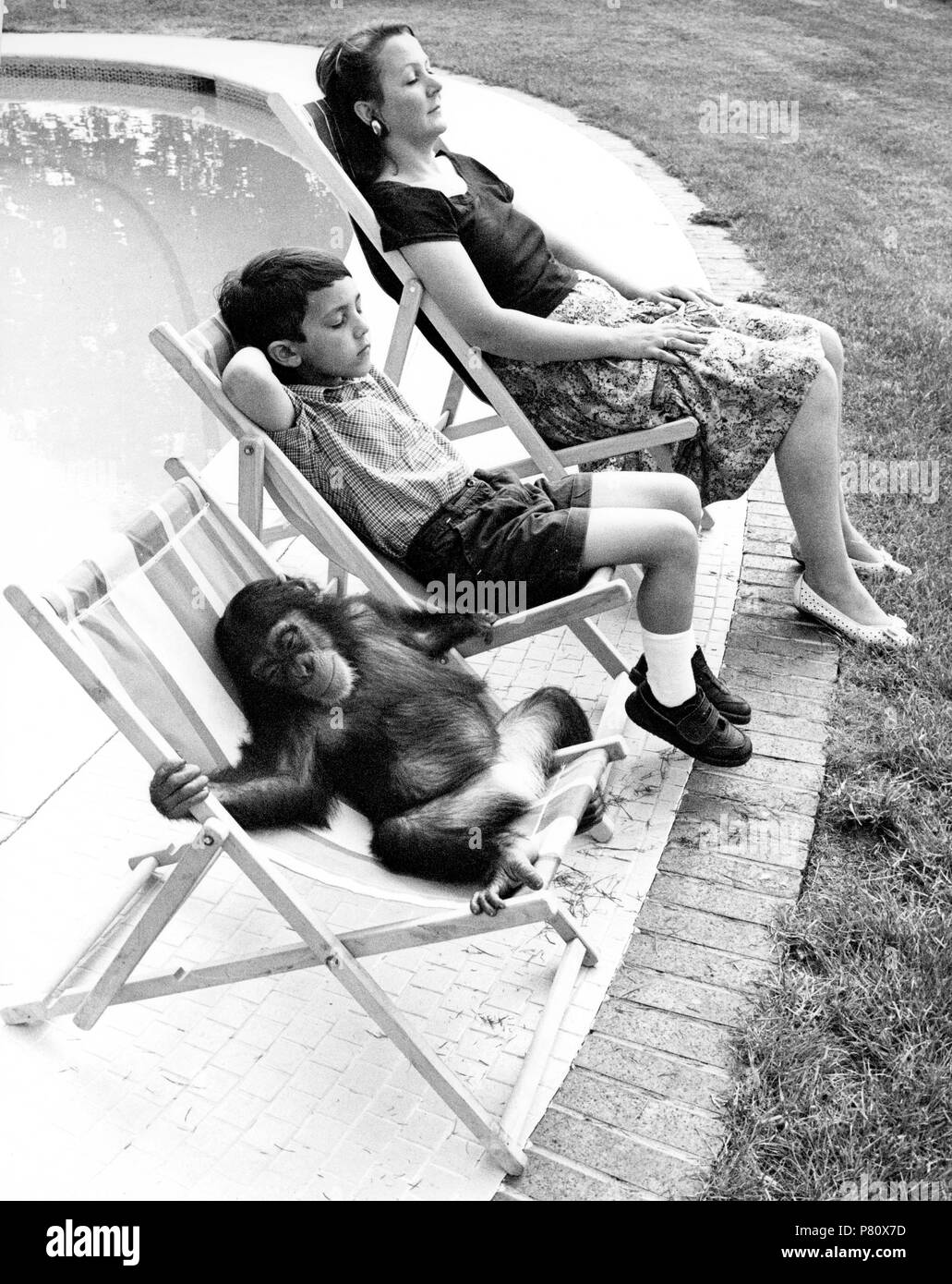 Family with chimpanzee relax at the pool, England, Great Britain Stock Photo