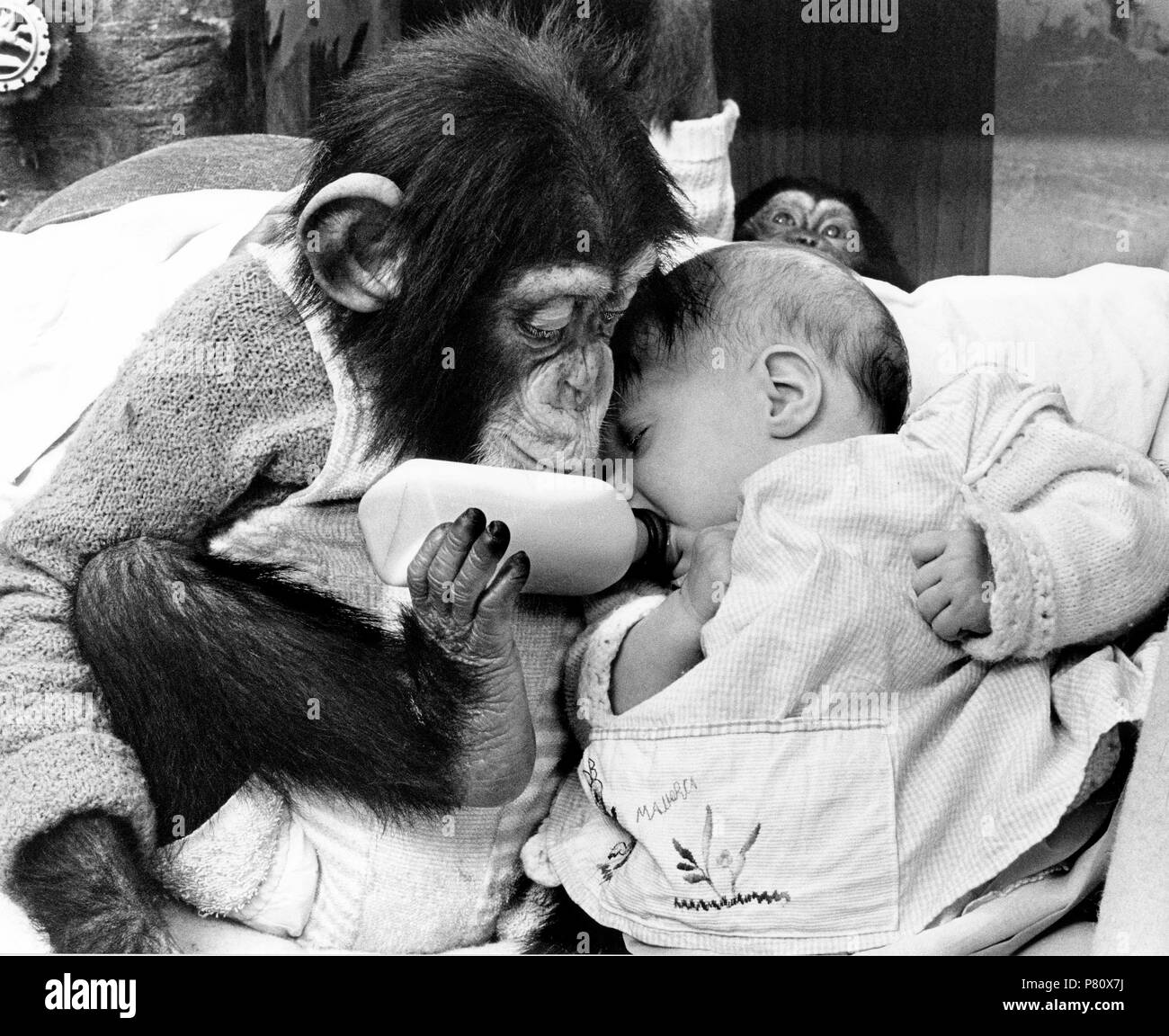 Chimpanzee trying to feed baby, England, Great Britain Stock Photo