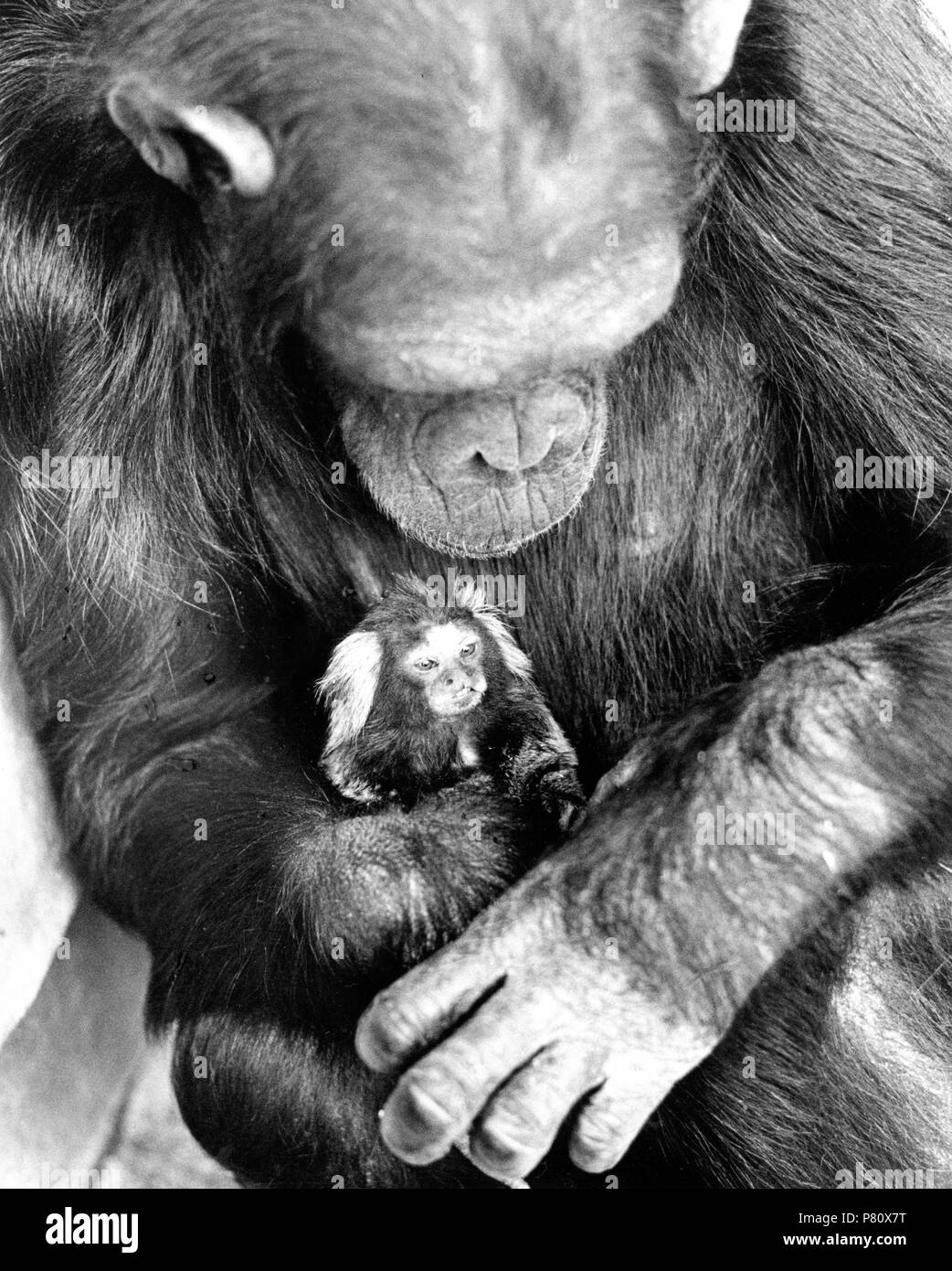 Chimpanzee has little monkey on his arm, England, Great Britain Stock Photo