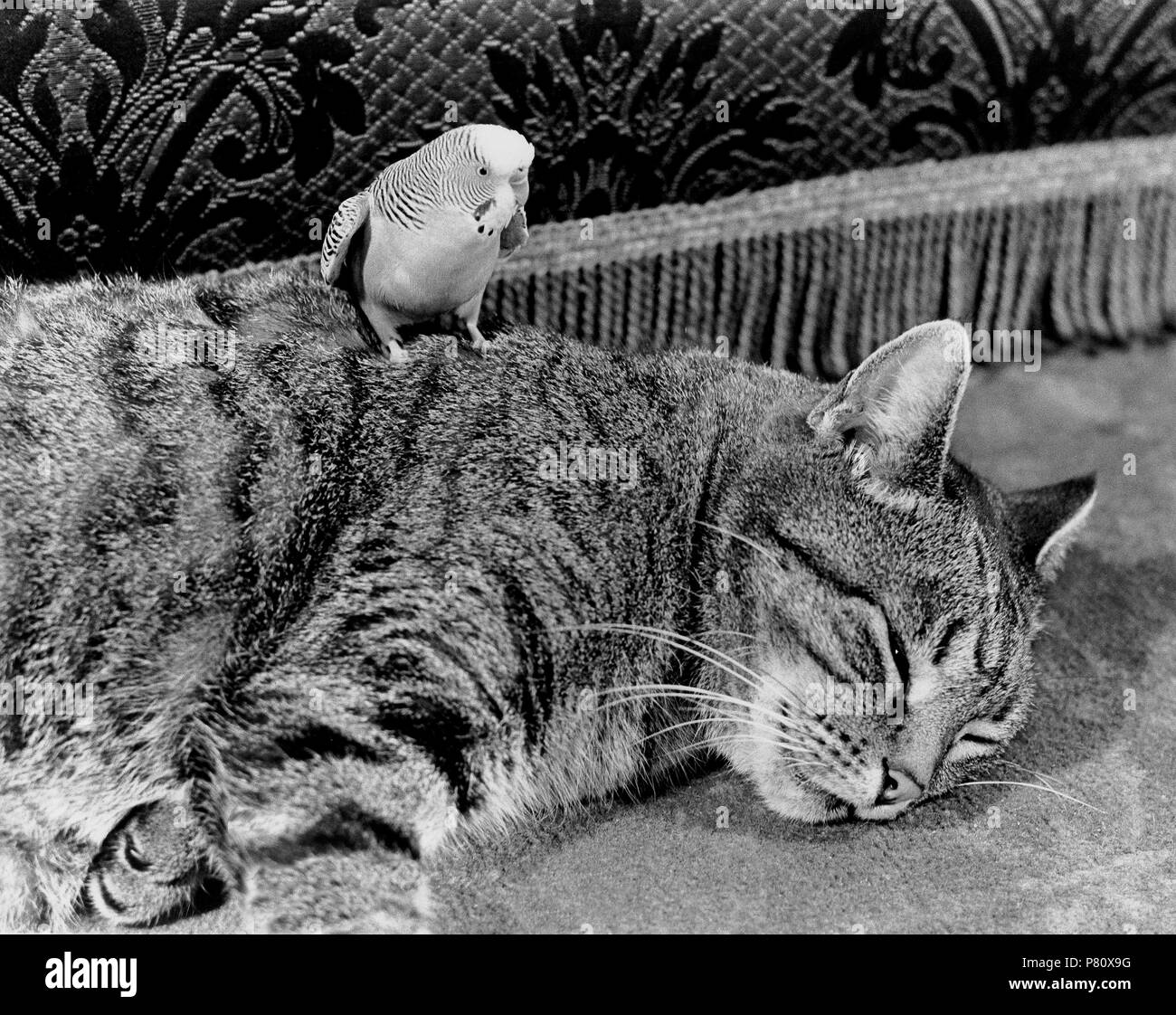 Budgie with cat, England, Great Britain Stock Photo