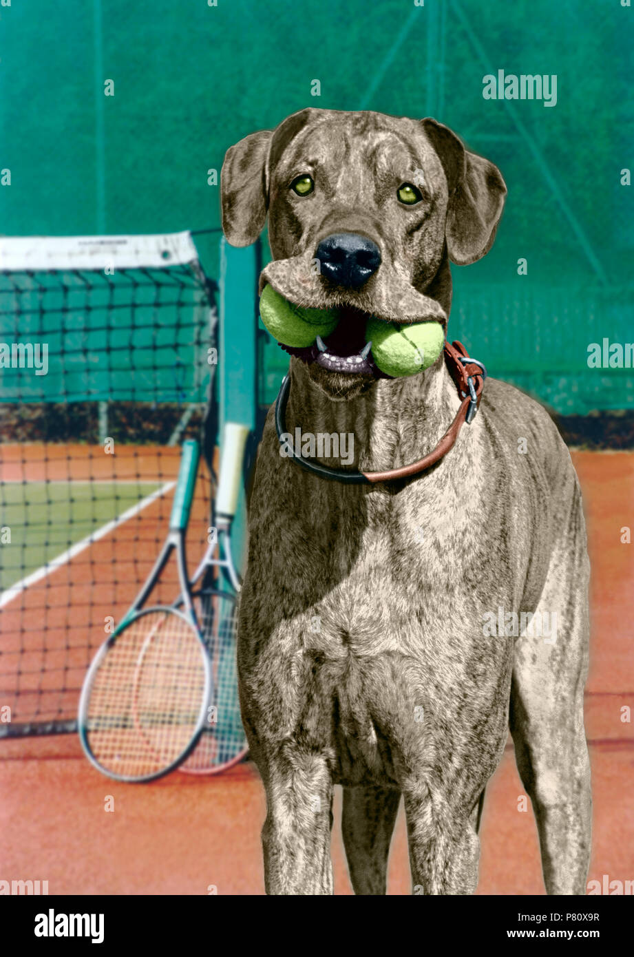 Great Dane with tennis balls, England, Great Britain Stock Photo Alamy