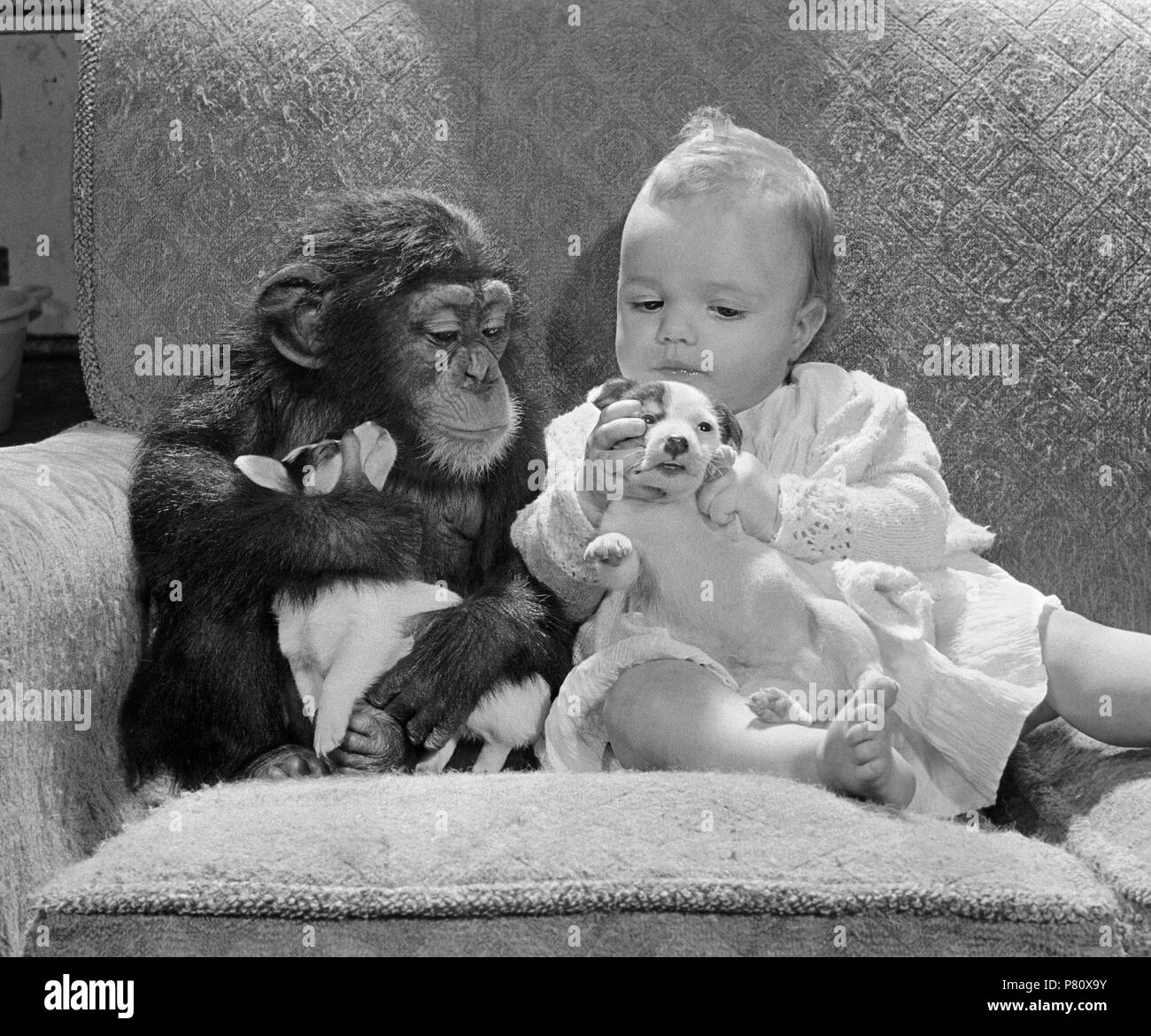 Chimpanzee with baby and Jack Russell puppies, England, Great Britain Stock Photo