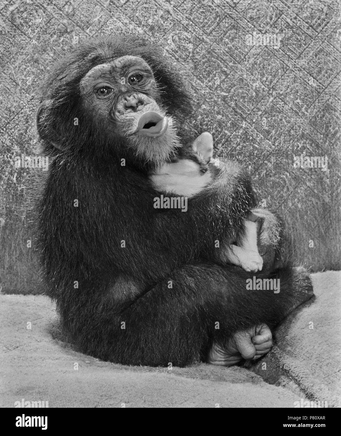 Chimpanzee with dog, England, Great Britain Stock Photo