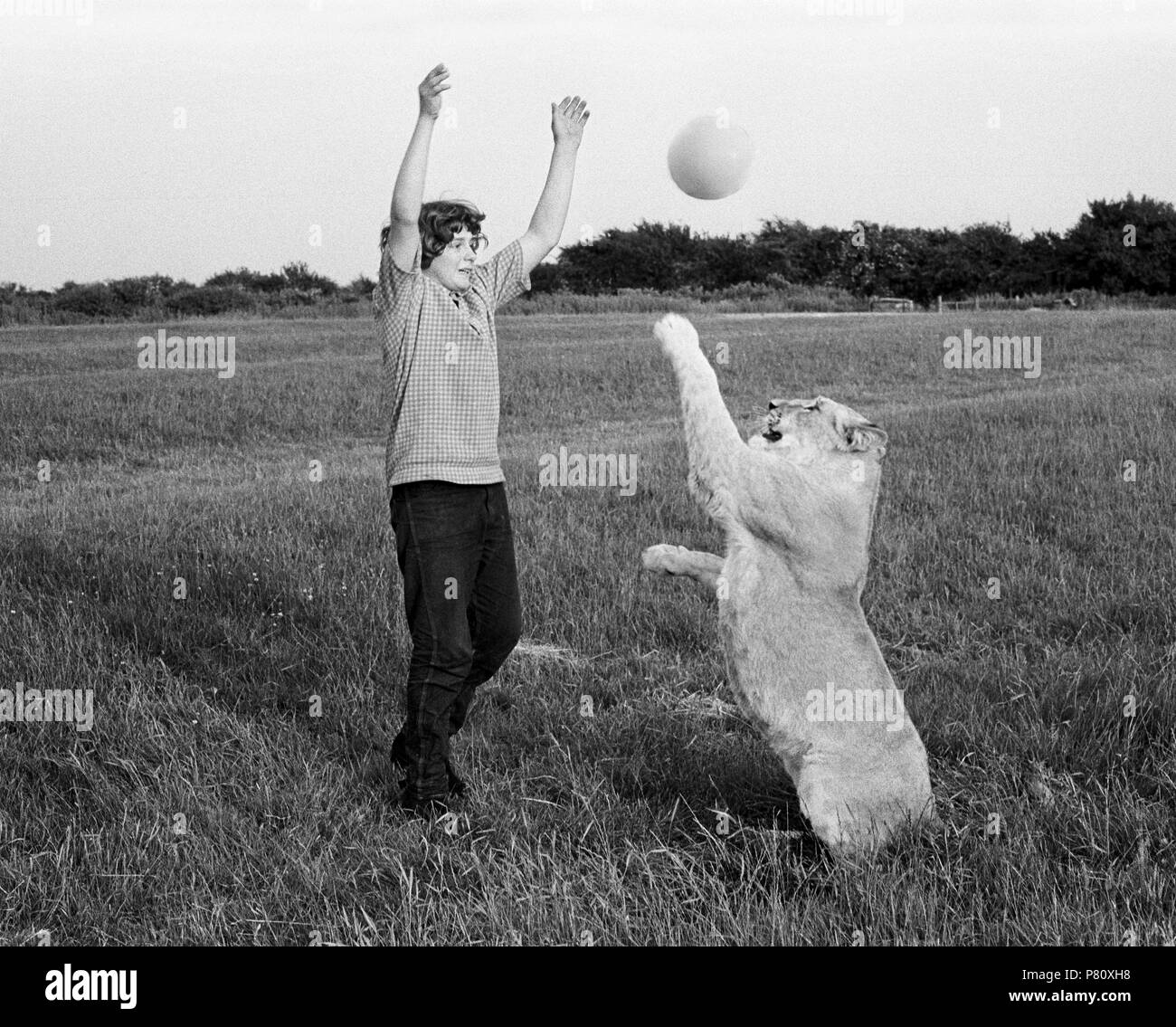 Boy playing ball with lions, England, Great Britain Stock Photo