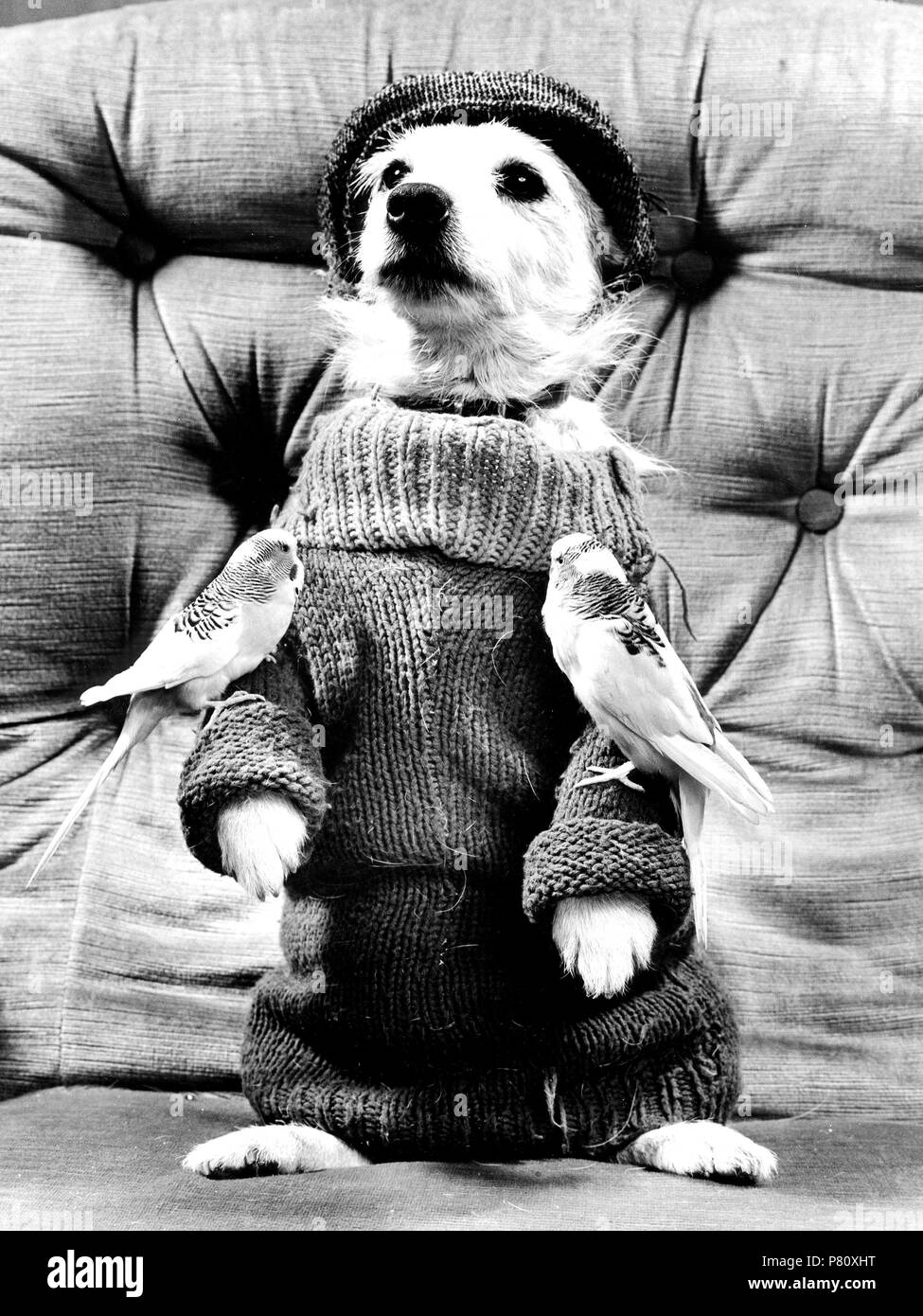 Dog posing in pullover with two budgies, England, Great Britain Stock Photo