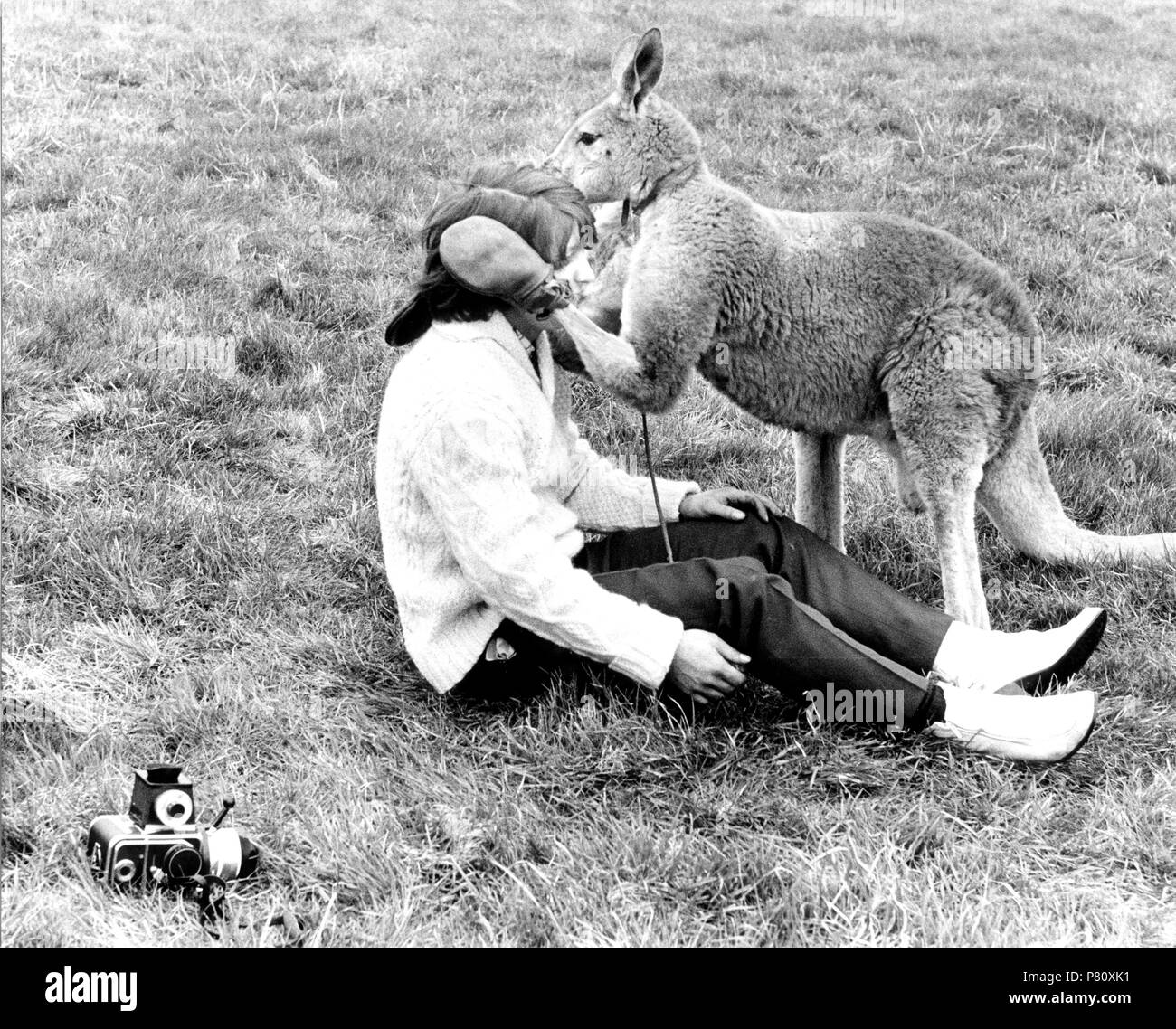 Great kangaroo Black and White Stock Photos Images Alamy