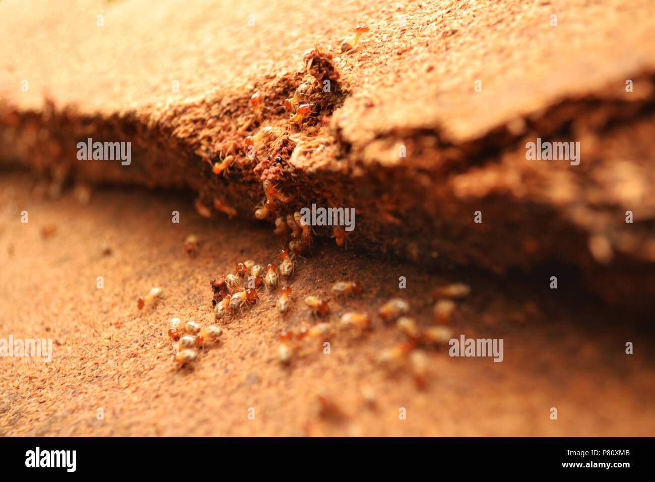 Termites help unload wood chips Stock Photo Alamy