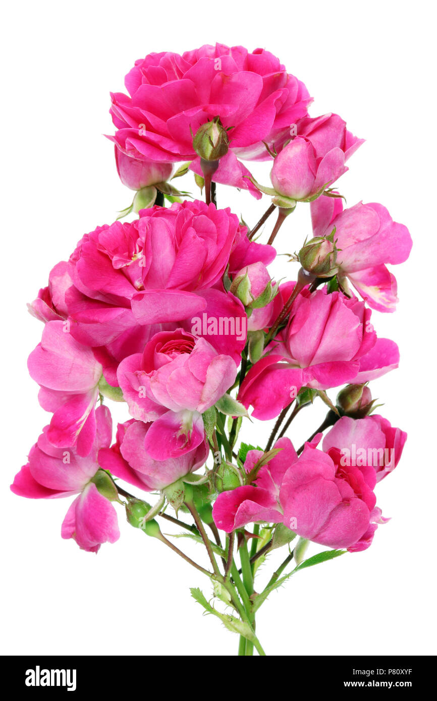 Strange unusual bouquet of a real June pink mini roses flowers. Isolated on white studio macro shot Stock Photo