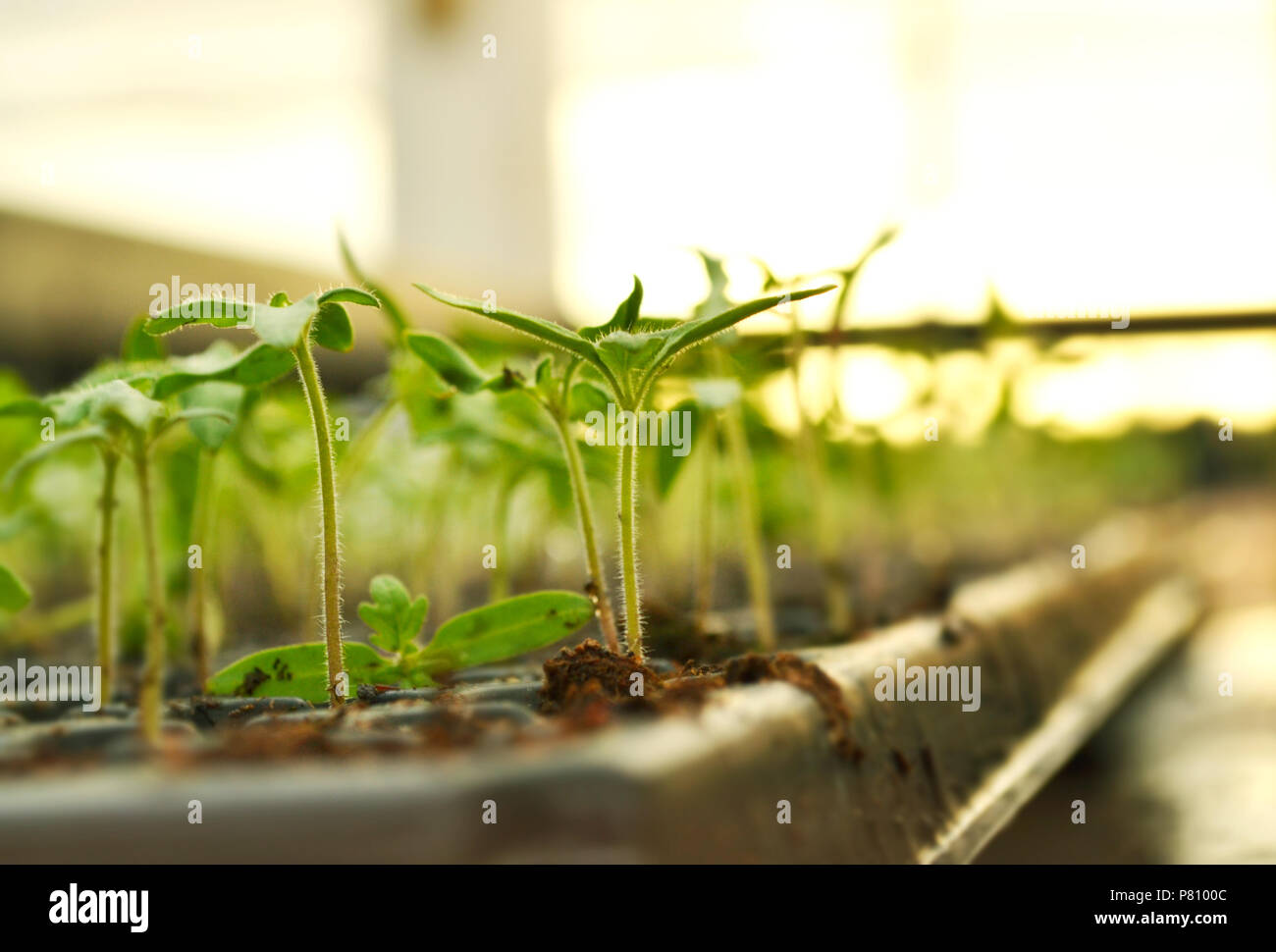 Propagation of plants in pots Stock Photo Alamy