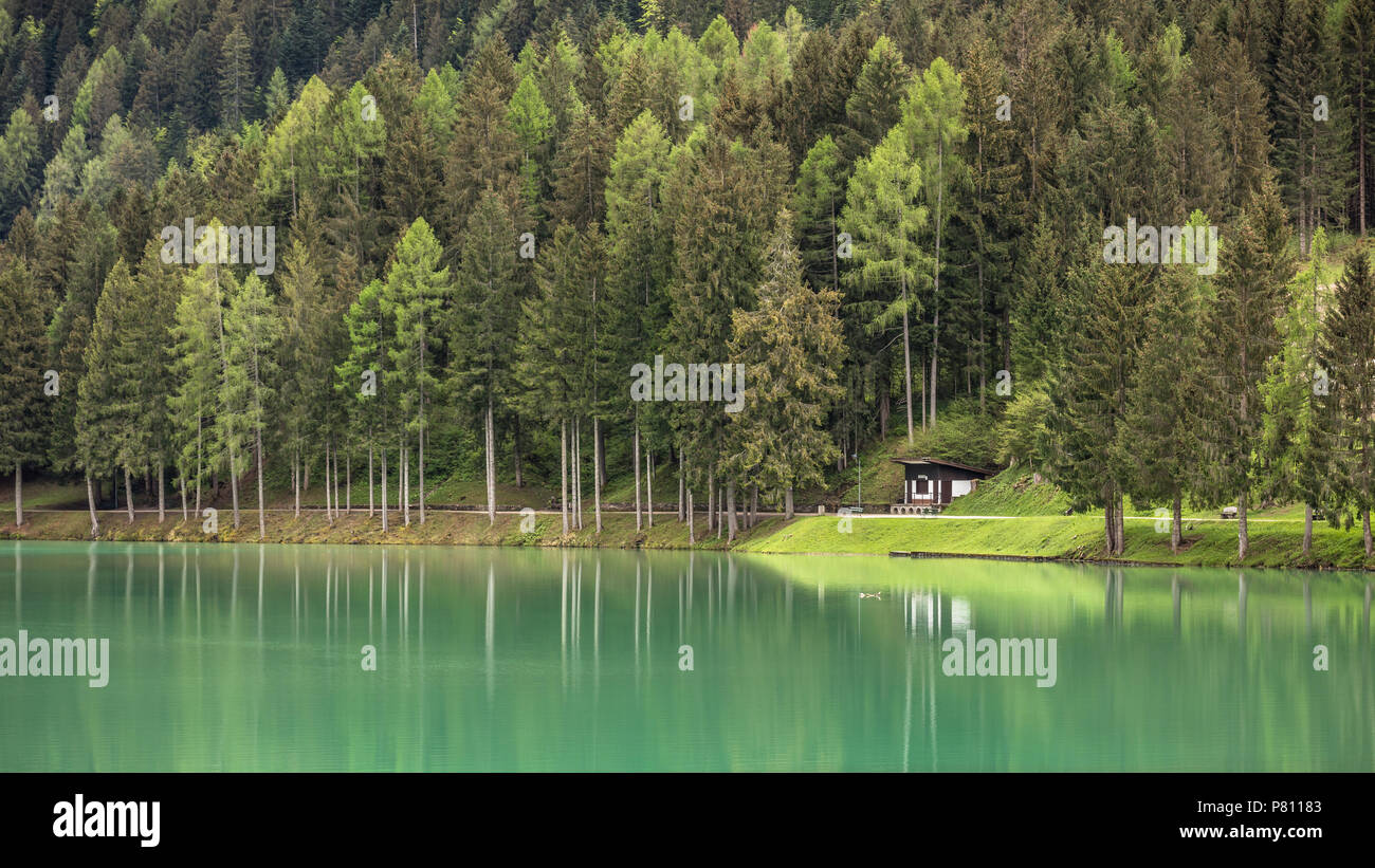 Forest by the lake - Santa Caterina Lake, Auronzo di Cadore, Veneto, Italy Stock Photo