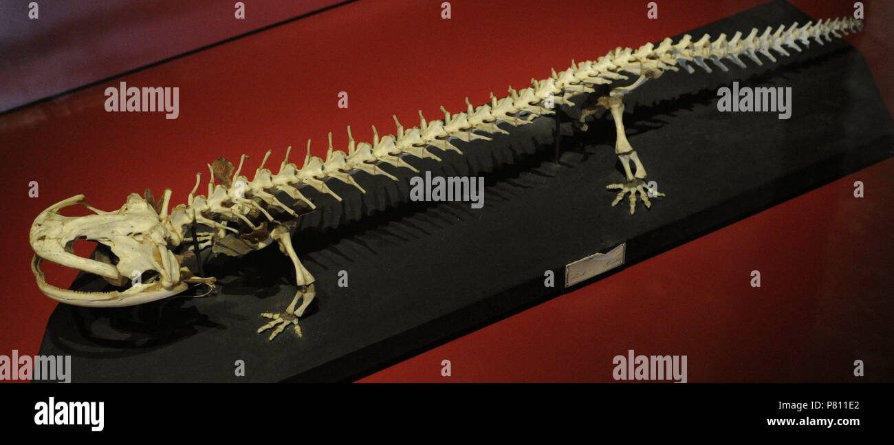 Japanese giant salamander (Andrias japonicus). Amphibian. Skeleton. Maritime and Science Museum. Malmo. Sweden. Stock Photo