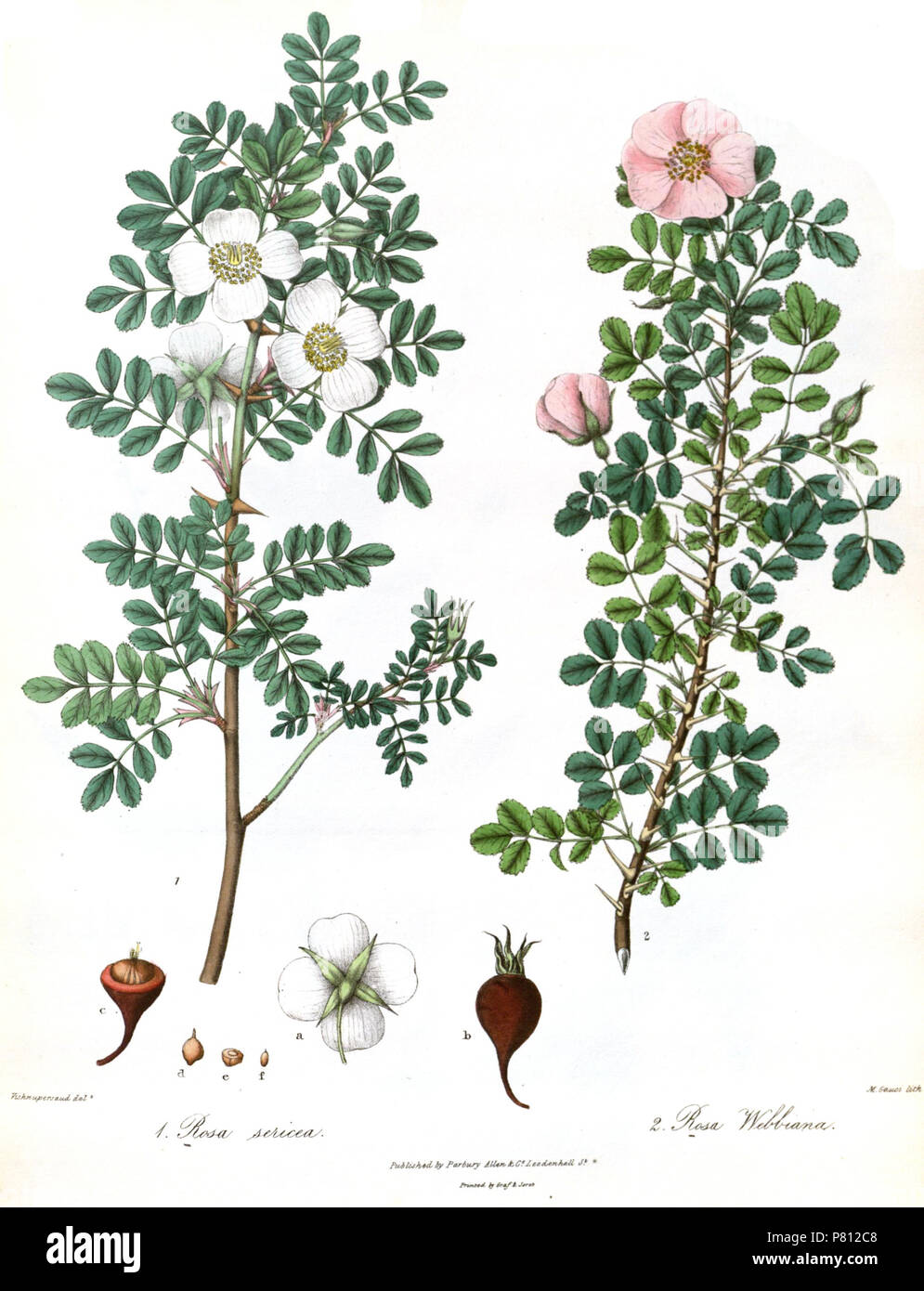 Rosa sericea, Rosa webbiana . 1839 336 RosaRoyle Stock Photo