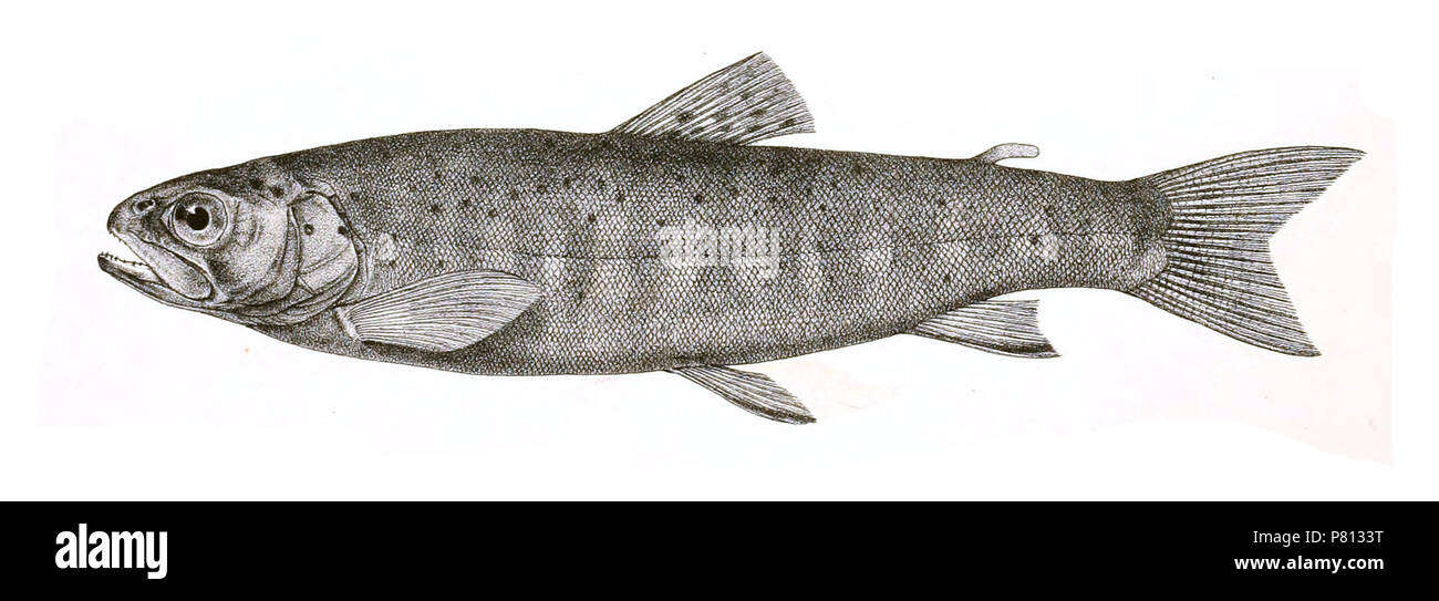 Salmo trutta syn. S. levenensis The species names / identity need verification - original names from plate are included here. The original plates showed the fishes facing right and have been flipped here. Salmo levenensis . 1878 339 Salmo levenensis Griesbach 118 Stock Photo
