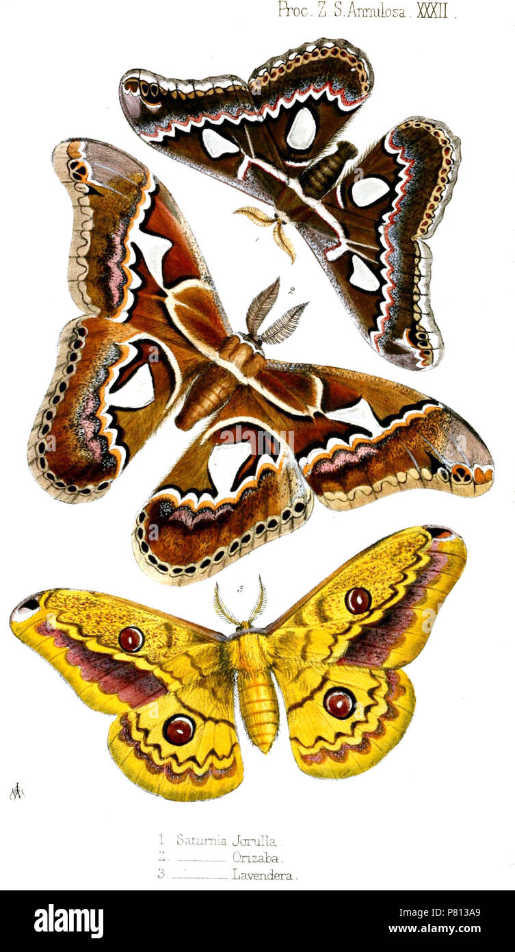 Rothschildia moth hi-res stock photography and images - Alamy